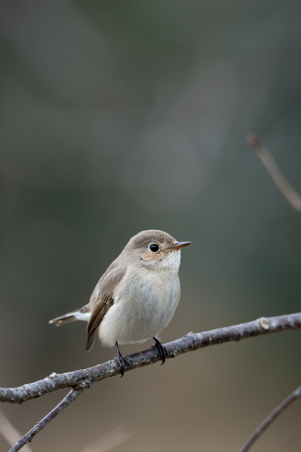α1 II／FE 400-800mm F6.3-8 G OSS／597mm／マニュアル露出（1/125秒、F8.0）／ISO 640