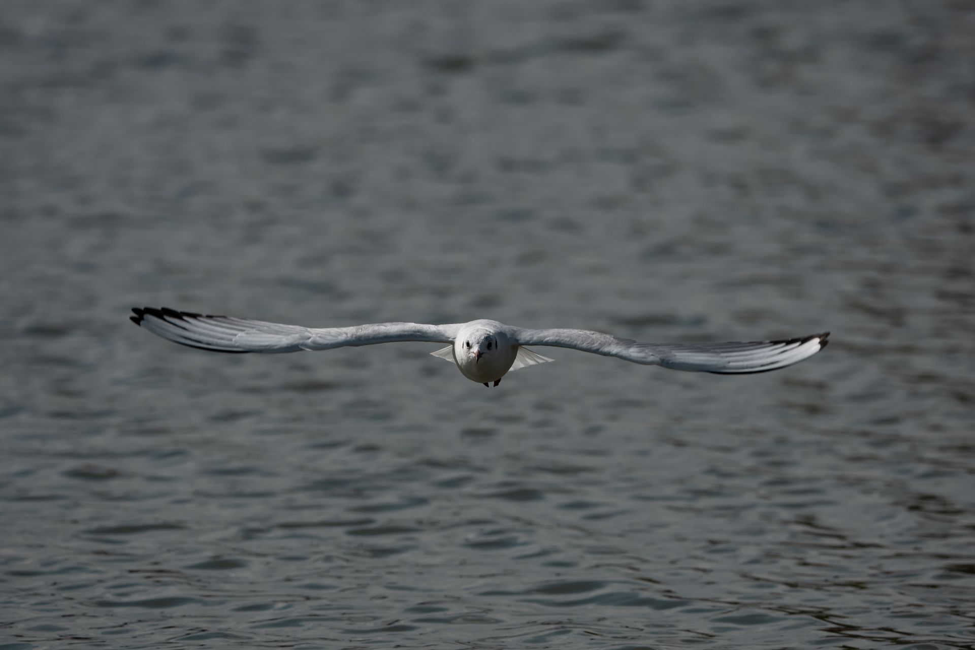 α1 II／FE 400-800mm F6.3-8 G OSS／500mm／マニュアル露出（1/2,500秒、F8.0）／ISO 250