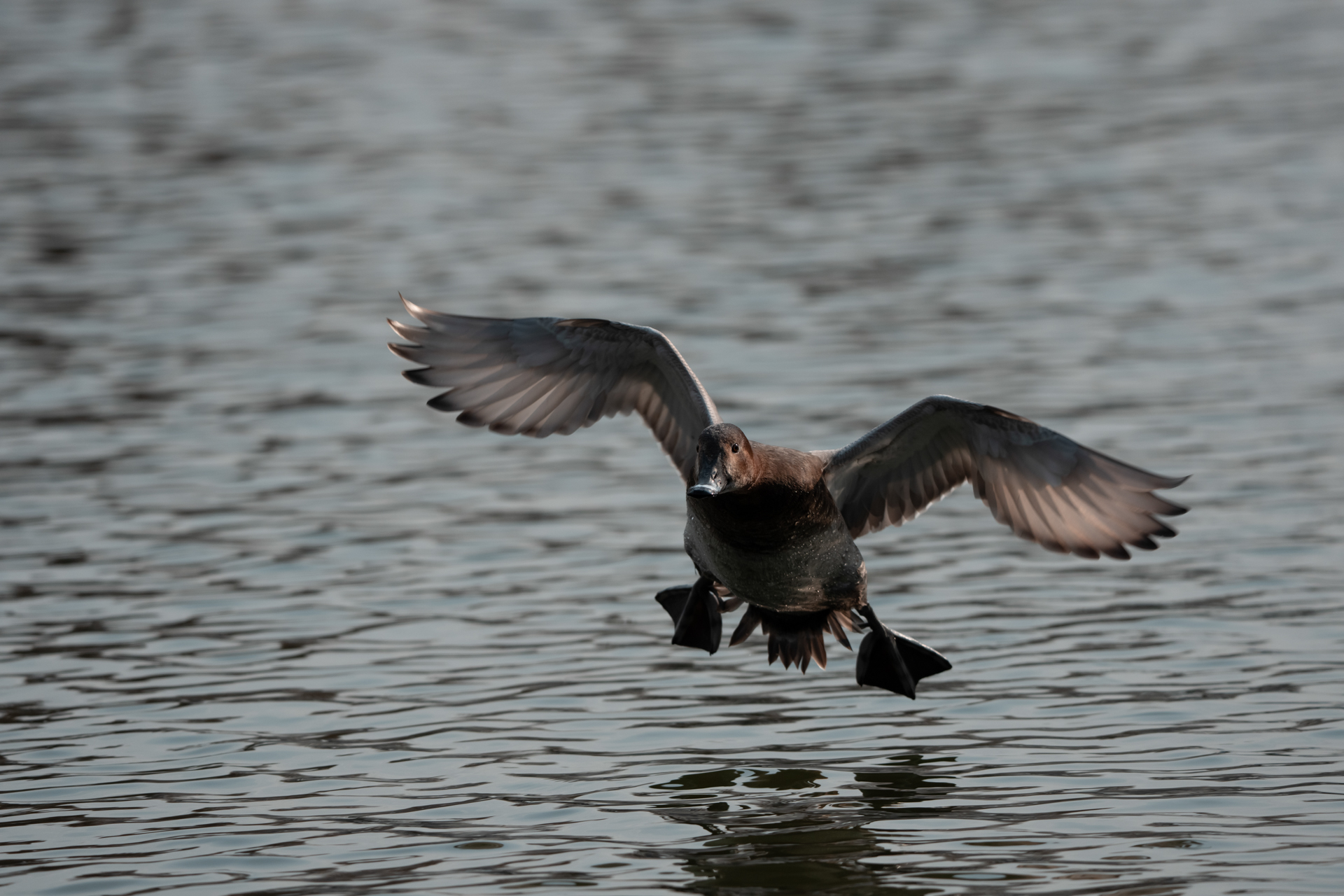 α1 II／FE 400-800mm F6.3-8 G OSS／600mm／マニュアル露出（1/2,000秒、F8.0）／ISO 500