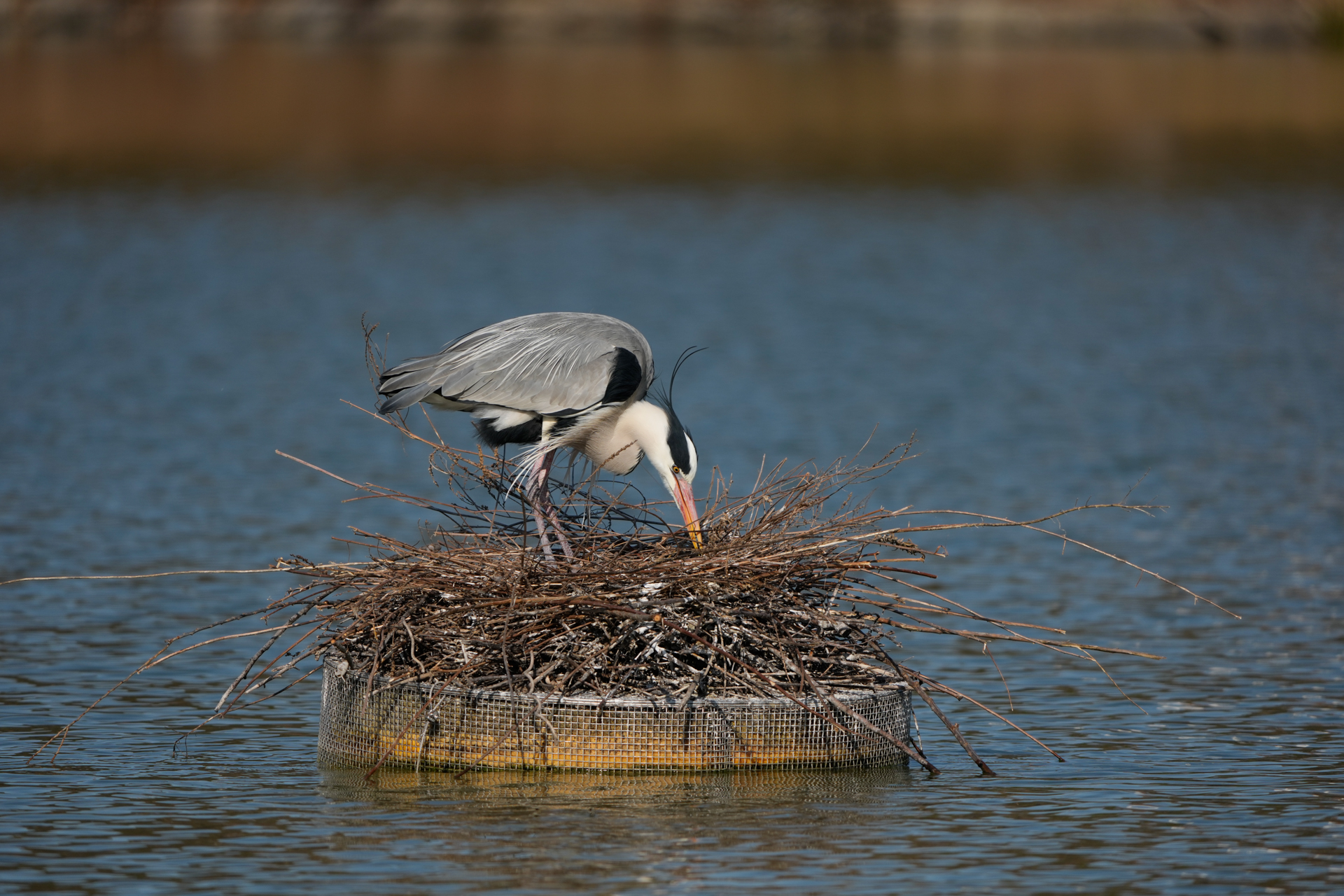 α1 II／FE 400-800mm F6.3-8 G OSS／800mm／マニュアル露出（1/1,000秒、F8.0）／ISO 200