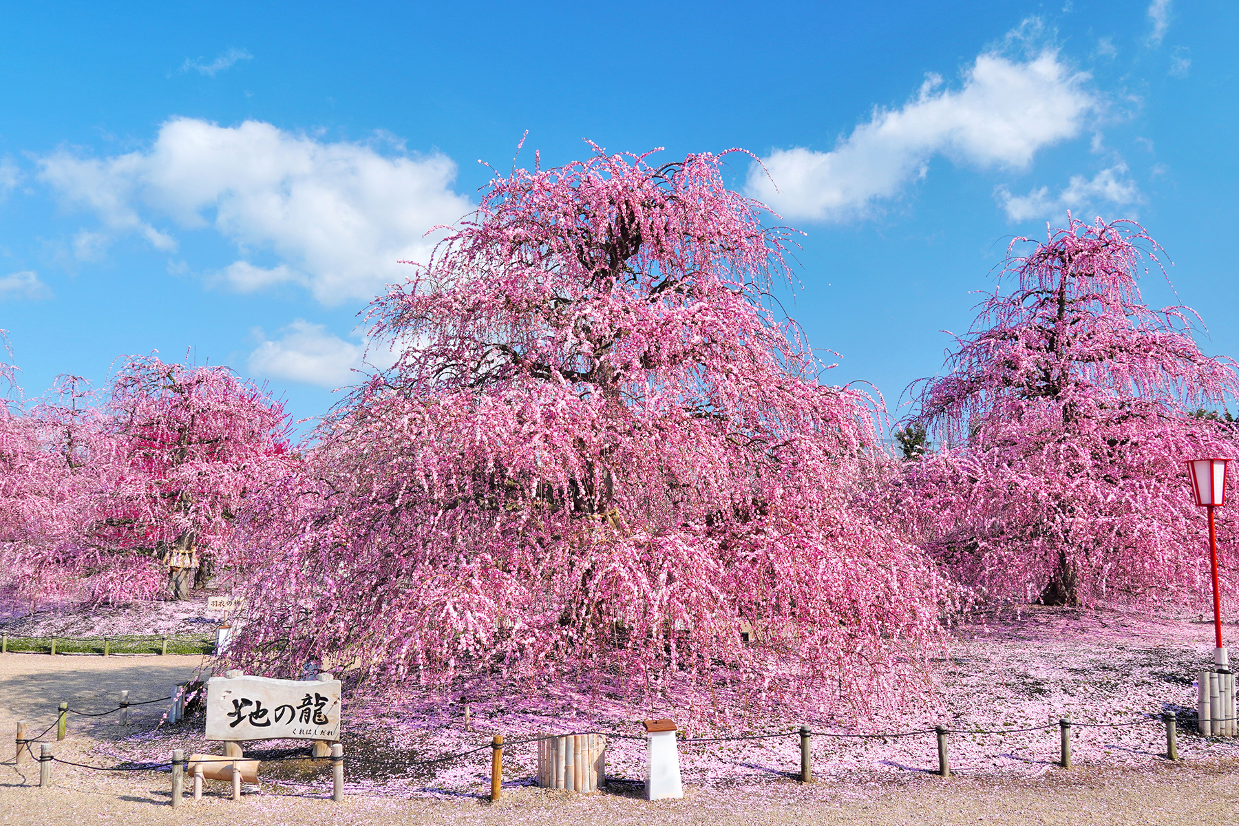 散り始めた以降も花びらの絨毯が人気だという