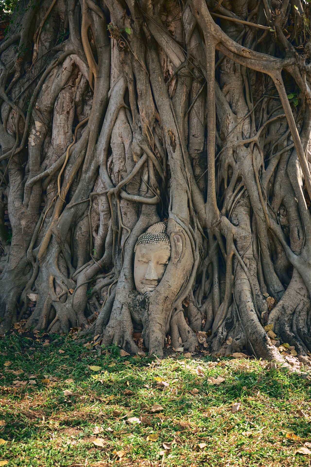 アユタヤのワット・マハタート。切り落とされ埋められた仏頭が木の根に包まれて地表に出てきたという奇跡の仏頭だ。上から見下ろさずに、チルト式のモニターを活用してローアングルから撮影。どんな撮影スタイルにも対応してくれるカメラは旅の相棒にふさわしい<br><span class="fnt-85">ライカSL3-S／ライカ バリオ・エルマリートSL f2.8-4/24-90mm ASPH.／47mm／マニュアル露出（F5.6、1/160秒）／ISO 250／WB：オート</span>