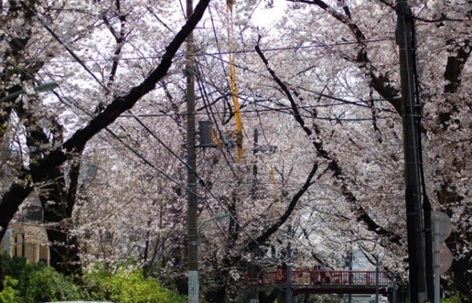 「桜坂」のモチーフとなった桜坂と桜橋