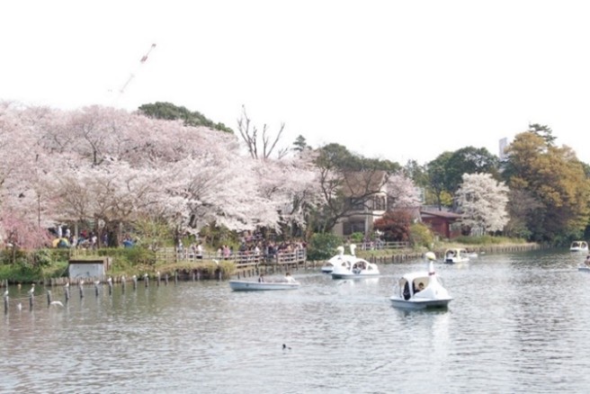 洗足池の桜