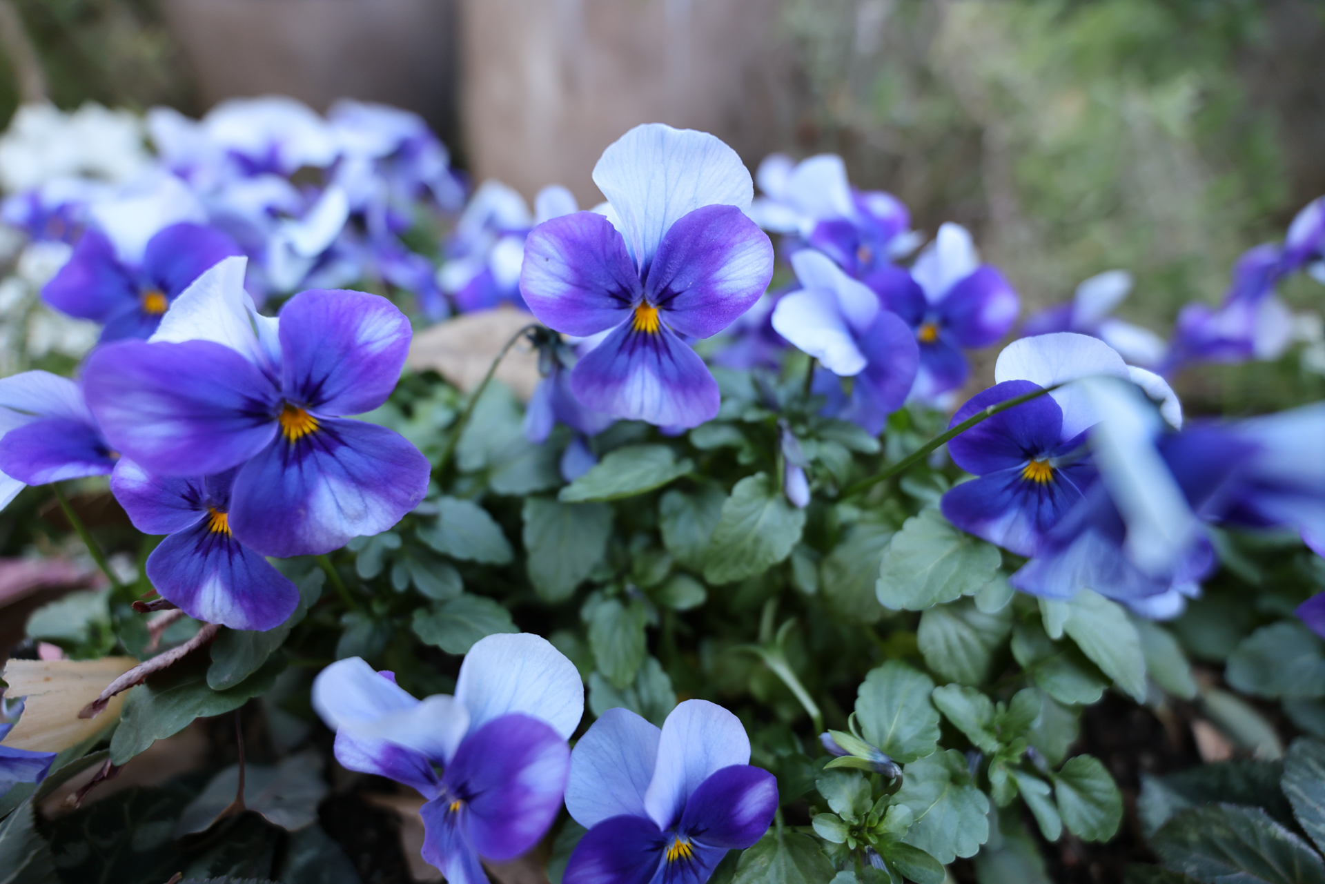 キヤノン EOS R5 Mark II／RF16-28mm F2.8 IS STM／16mm／絞り優先AE（1/250秒、F2.8、±0.0EV）／ISO 400