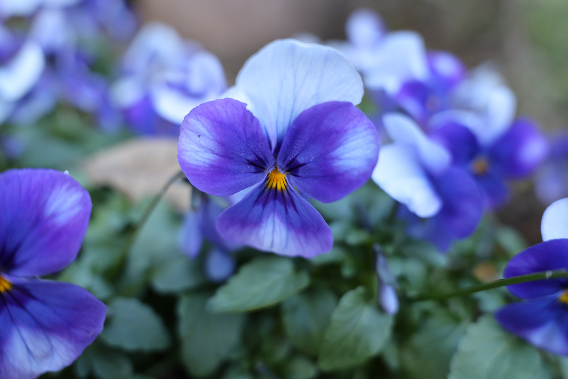 キヤノン EOS R5 Mark II／RF16-28mm F2.8 IS STM／28mm／絞り優先AE（1/250秒、F2.8、−0.3EV）／ISO 400