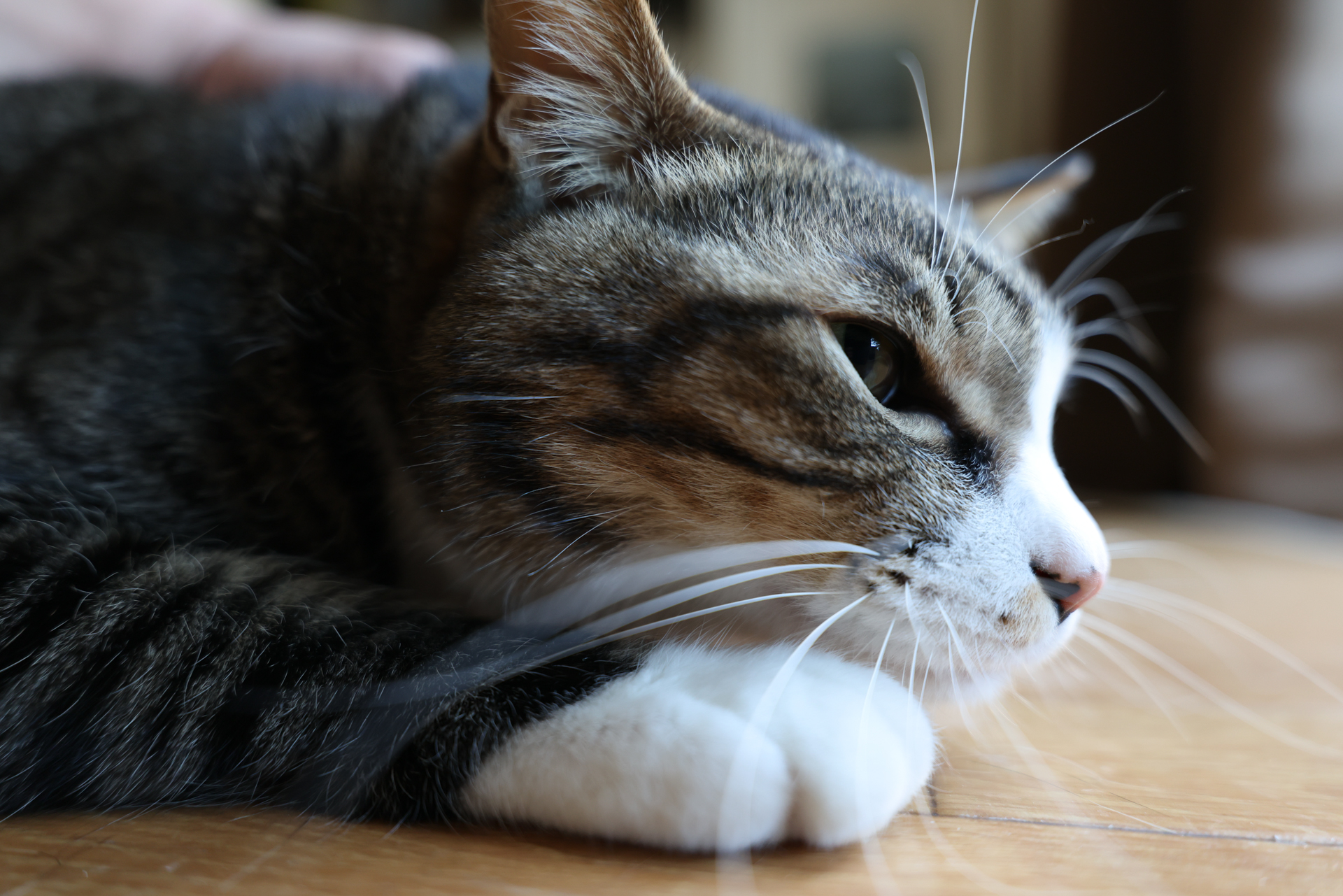 キヤノン EOS R5 Mark II／RF16-28mm F2.8 IS STM／28mm／絞り優先AE（1/50秒、F2.8、＋0.3EV）／ISO 800