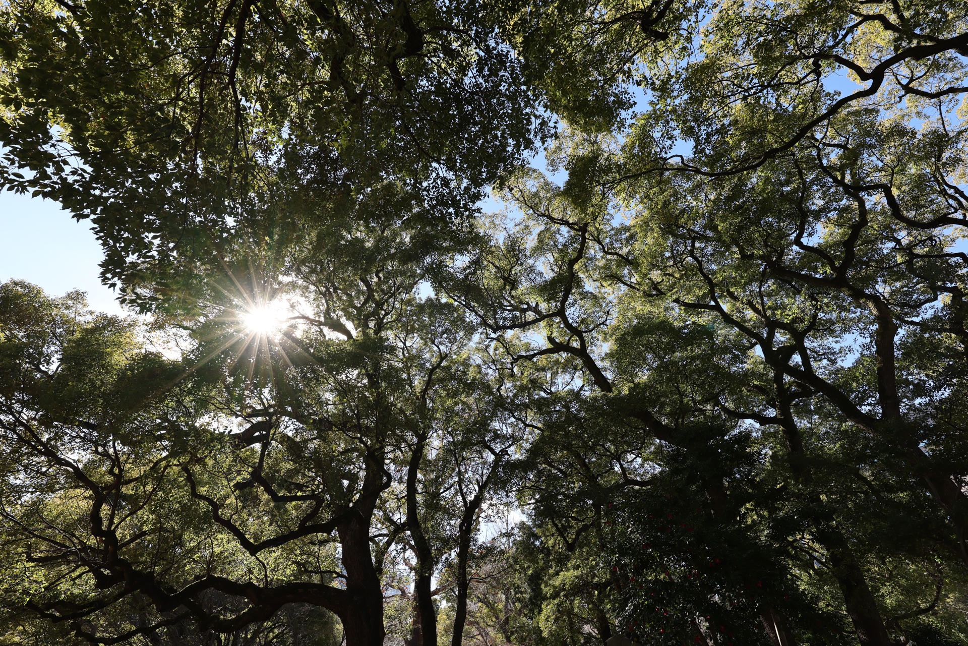 キヤノン EOS R5 Mark II／RF16-28mm F2.8 IS STM／16mm／絞り優先AE（1/100秒、F8.0、−0.3EV）／ISO 100