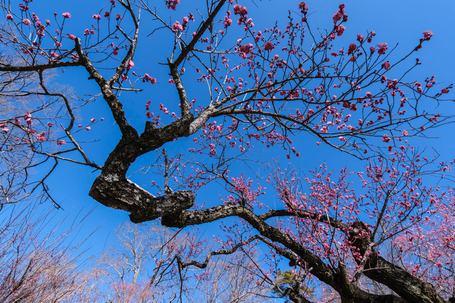 ワイド端11mmで梅を撮影。超広角のデフォルメ効果を生かして竜のようにしなる曲線を表現した。ゆがみを感じさせない自然な描写がうれしい。濃厚な美しい青空に梅花が映えて、さわやかな画作りが楽しめた<br>富士フイルム X-H2／11mm（16.5mm相当）／絞り優先AE（F11、1/500秒、－1.0EV）／ISO 400／WB：太陽光