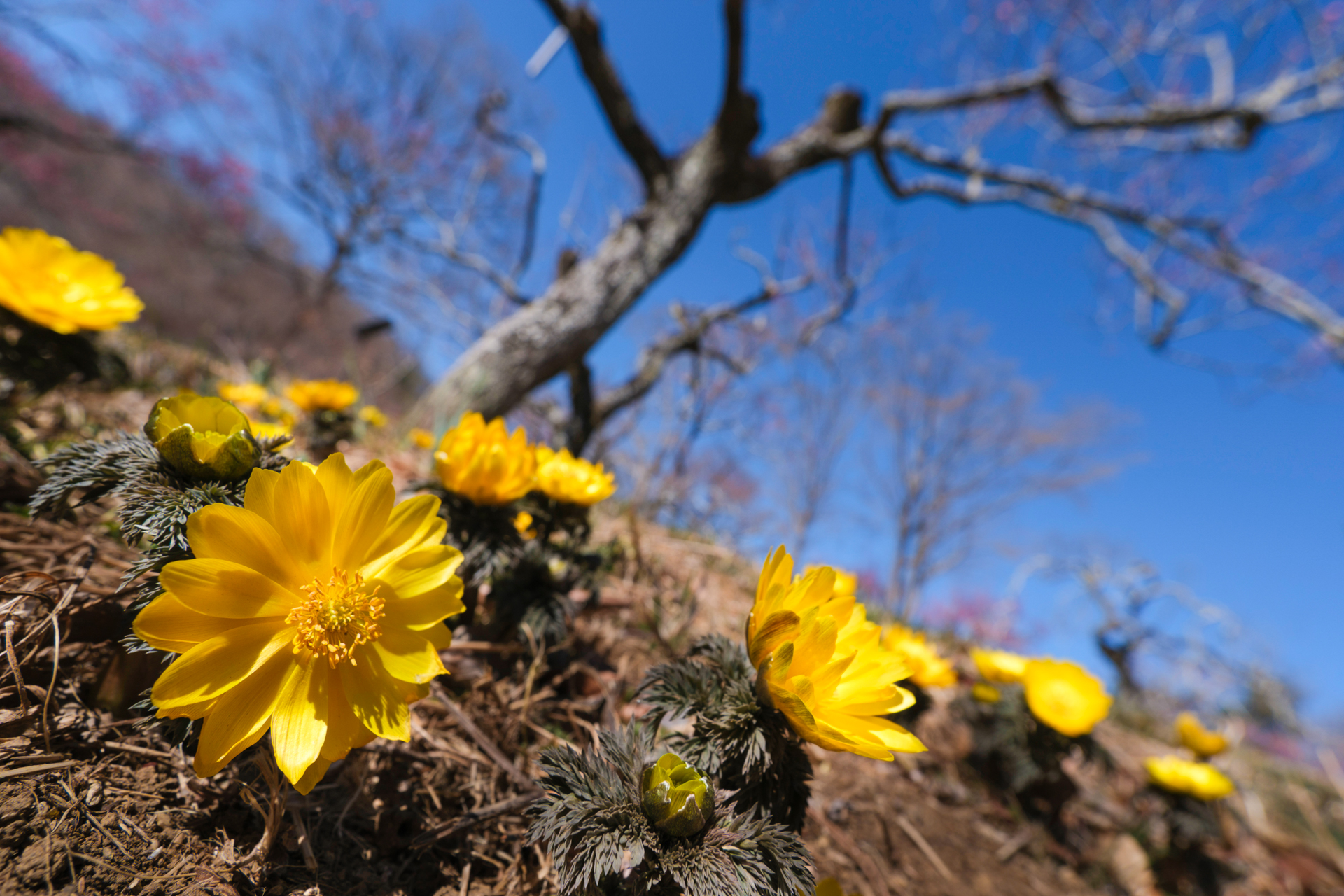 最短撮影距離19cmまで近づき、足元の福寿草を大きく捉えた。枯木を背景に春を告げている野山の環境を描く。F5.6で背景を適度にぼかして、けなげな主役を引き立てた<br>富士フイルム X-H2／11mm（16.5mm相当）／絞り優先AE（F5.6、1/750秒、－0.7EV）／ISO 125／WB：太陽光