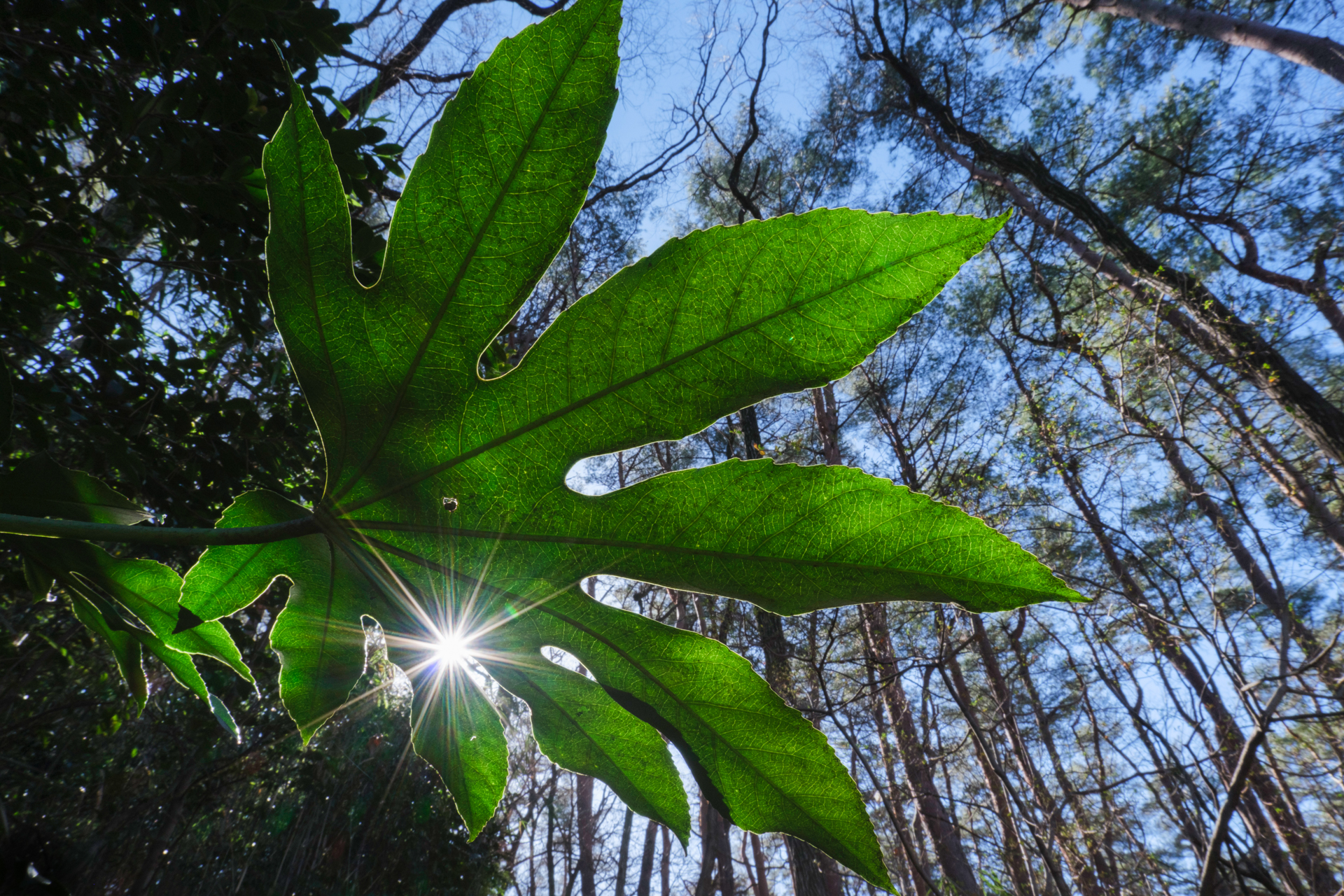 林床に手のサイズほどの葉が揺れていた。葉の裏側に周り込み、地面に寝そべるほど低い位置から空を仰いだ。機動力が高いため、苦しい体勢でもじっくりと構図を追い込める<br>富士フイルム X-H2／12mm（18mm相当）／絞り優先AE（F16、1/55秒、－1.0EV）／ISO 400／WB：太陽光