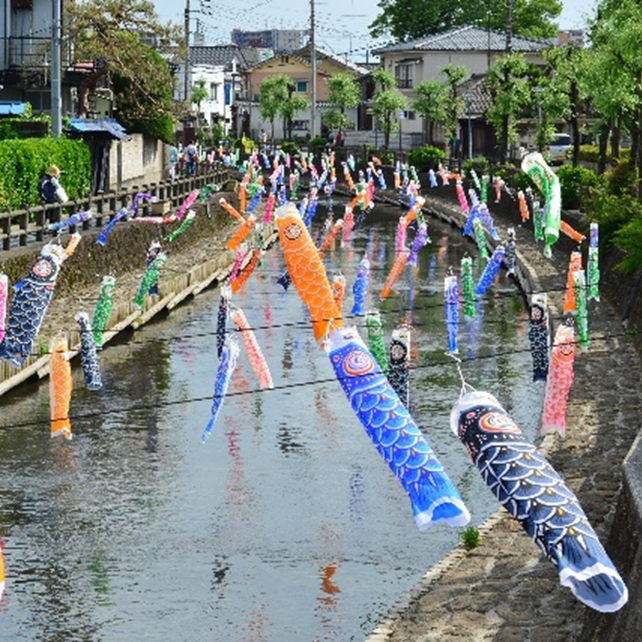 【「つたえたい地元愛」部門】タイトル：巴波川の鯉のぼり／出展者のメッセージ：普段見慣れた散歩道も、5月は色とりどりの鯉たちが沢山泳ぐ景色に変わります。