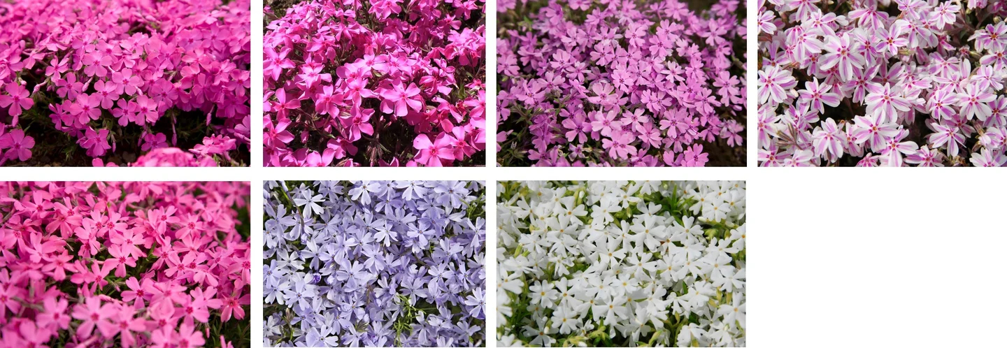 7品種の芝桜を鑑賞できる