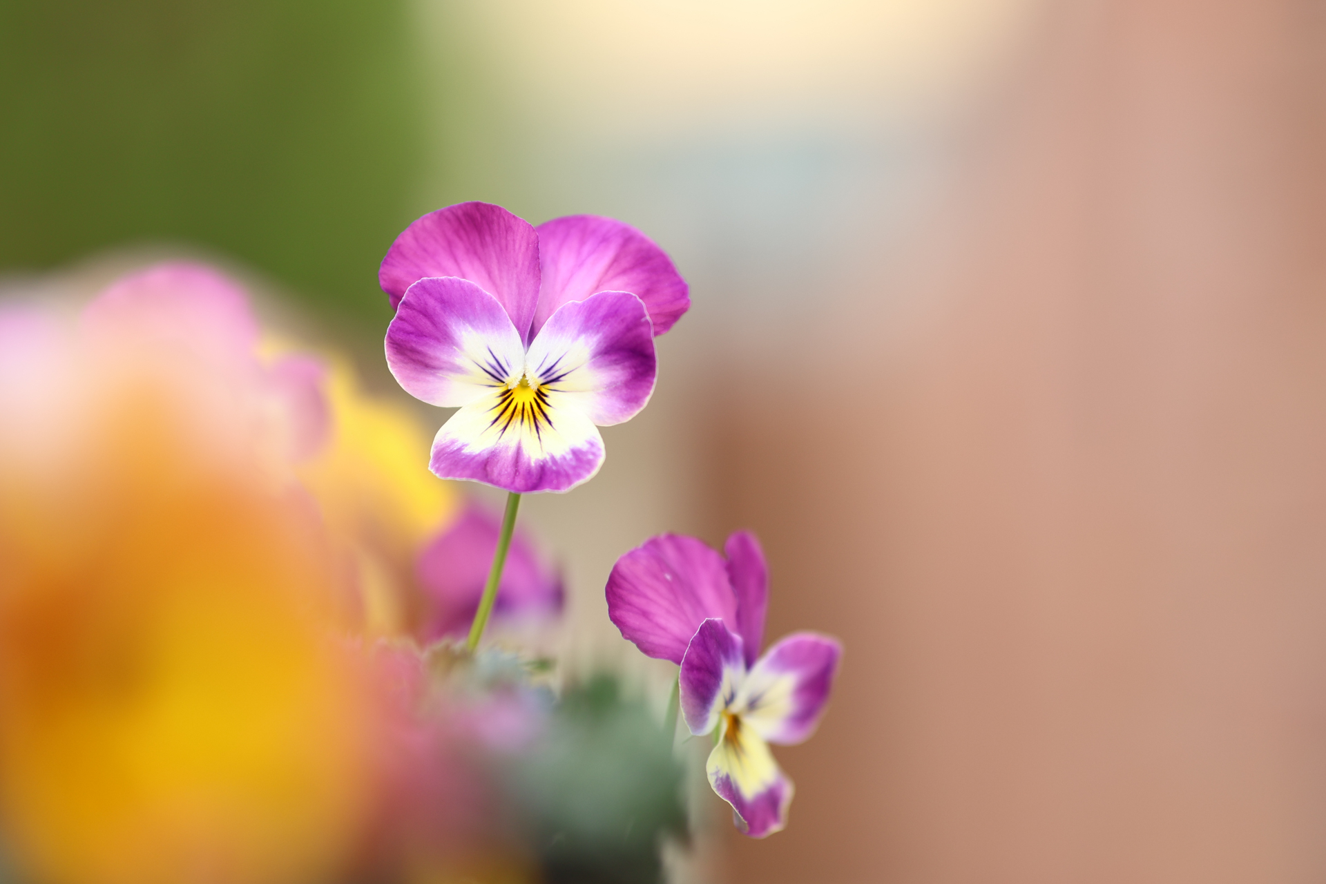 キヤノン EOS R10／SIGMA 56mm F1.4 DC DN｜Contemporary／56mm（89.6mm相当）／絞り優先AE（1/400秒、F1.4、＋1.3EV）／ISO 100