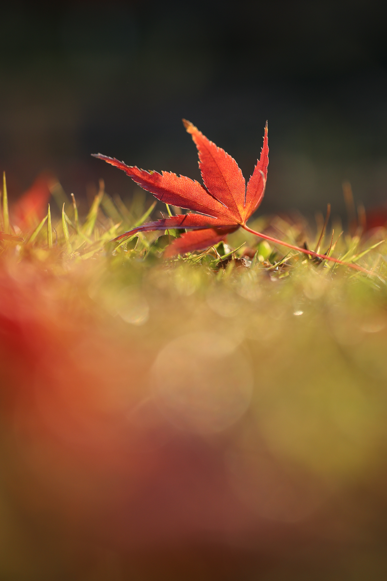 キヤノン EOS R10／SIGMA 56mm F1.4 DC DN｜Contemporary／56mm（89.6mm相当）／絞り優先AE（1/800秒、F2.5、−0.7EV）／ISO 100