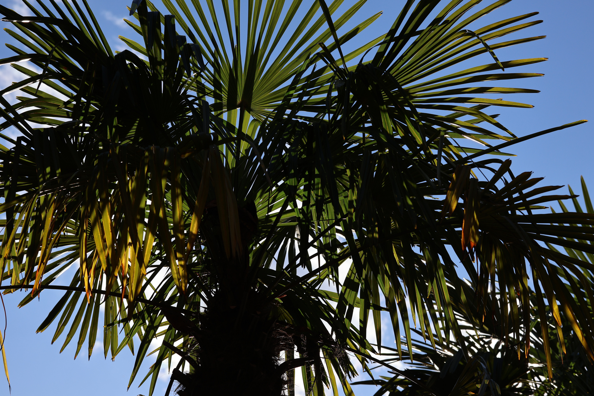 キヤノン EOS R10／SIGMA 56mm F1.4 DC DN｜Contemporary／56mm（89.6mm相当）／絞り優先AE（1/800秒、F6.3、−2.0EV）／ISO 100