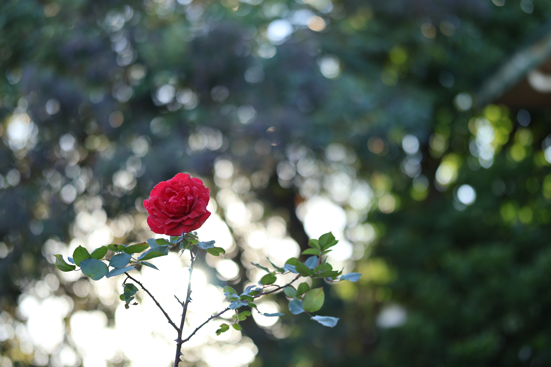 キヤノン EOS R10／SIGMA 56mm F1.4 DC DN｜Contemporary／56mm（89.6mm相当）／絞り優先AE（1/800秒、F1.4、＋1.4EV）／ISO 100