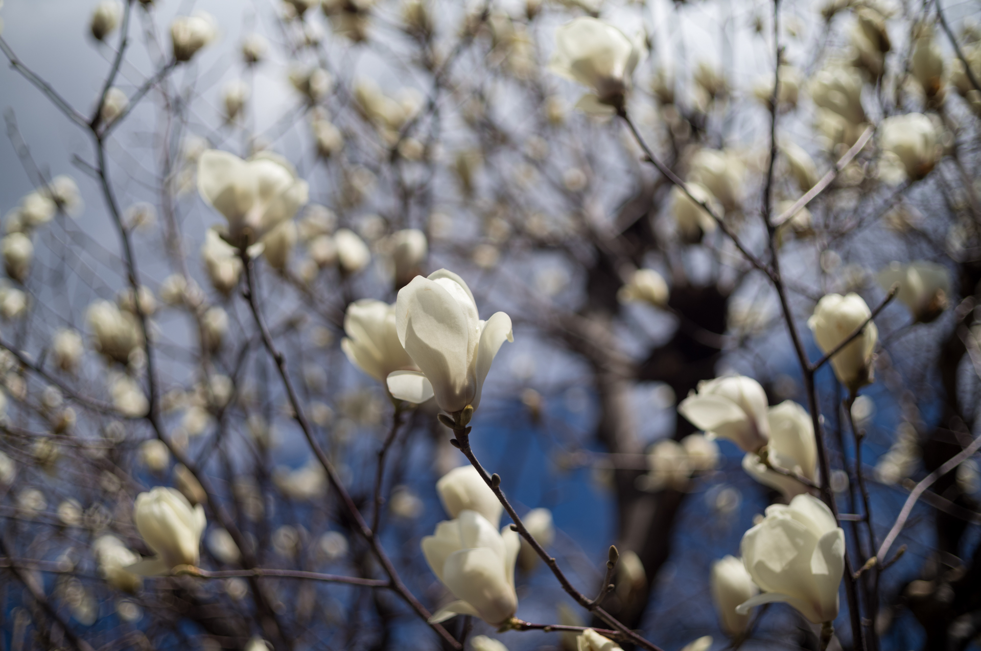 PCに画像を展開した時、心が2線ボケでざわつきましたぜ。最近こんなに酷い、じゃない個性的なボケを見たことがないものですから。画像処理で手を入れてしまおうと思ったのですが、思いとどまりました。<br><span class="fnt-85">ライカM11-P／LIGHT LENS LAB M 50mm f/2 SPII／50mm／マニュアル露出（1/4,000秒、F2.0）／ISO 64</span>