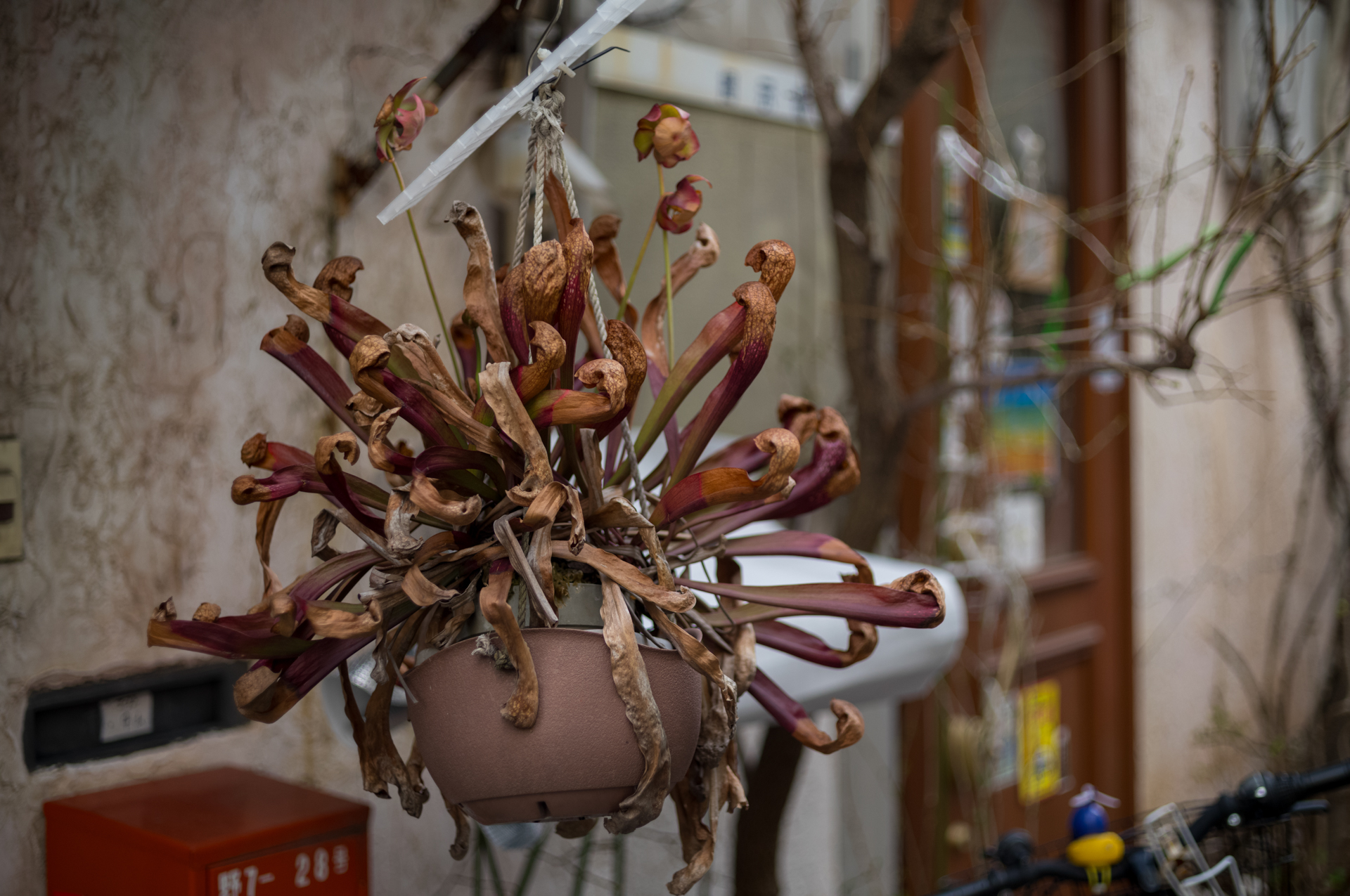 放置プレイされた鉢。何というか打ち捨てられた植物に対して、このような再現をするレンズはあまり見たことなく。ココロが乱れそうです。はいクセのあるボケ味のせいです。<br><span class="fnt-85">ライカM11-P／LIGHT LENS LAB M 50mm f/2 SPII／50mm／マニュアル露出（1/1,000秒、F2.0）／ISO 400</span>