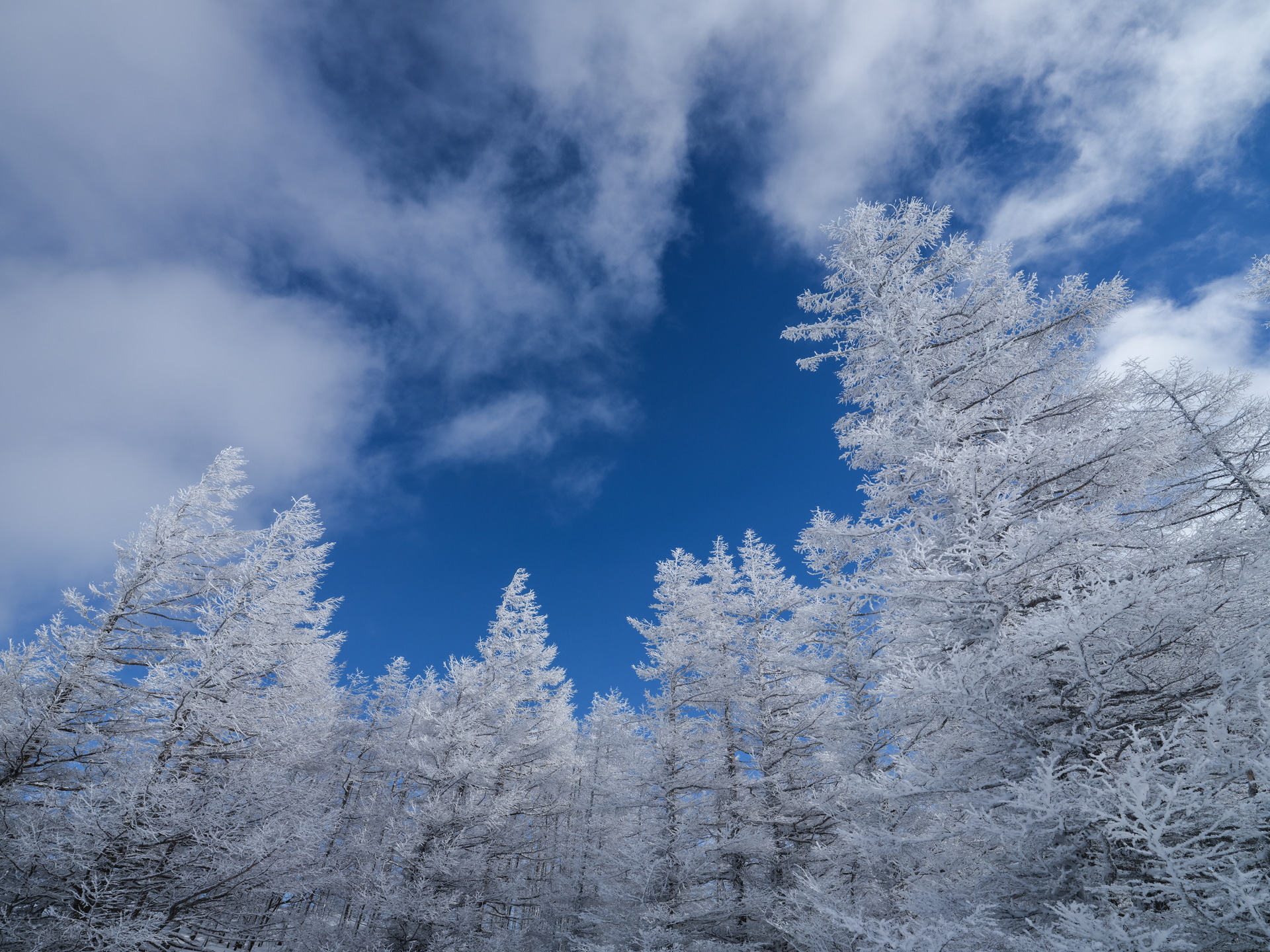 冬晴れの抜けるような青空を背景にカラマツの霧氷が輝いていた。バッグを背負いながら軽やかに歩き風景をスナップする。背中への密着度が高いので天を見上げてもバランスが取りやすい<br><span class="fnt-85">富士フイルム GFX100S／GF23mmF4 R LM WR／23mm（18mm相当）／絞り優先AE（F16、1/180秒、－0.3EV）／ISO 400／WB：晴れ</span>