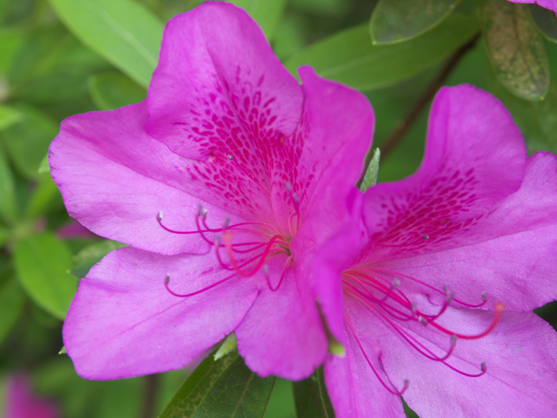 <b>オートホワイトバランスで撮影</b>