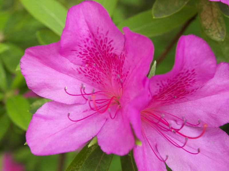 <b>SpyderCUBEで現像</b>