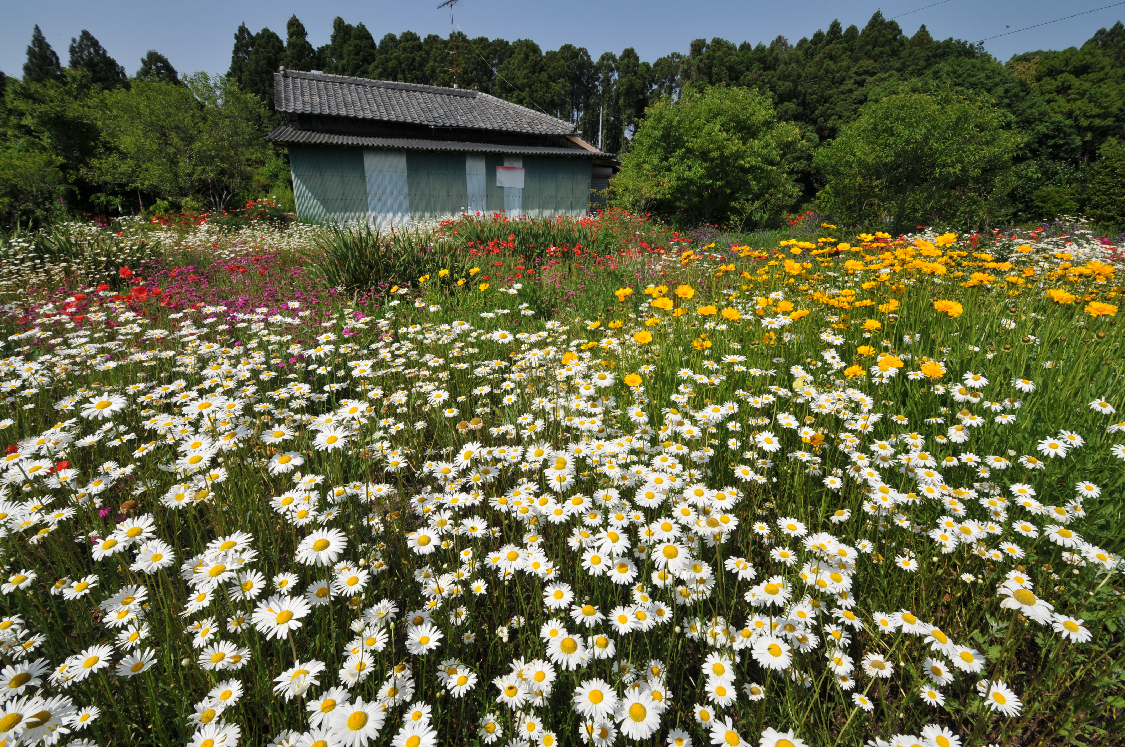 <b>D300 / AF-S DX NIKKOR 10-24mm F3.5-4.5 G ED / 約6.5MB / 4,288×2,848 / 1/400秒 / F10 / +0.3EV / ISO200 / WB:晴天 / 10mm</b>