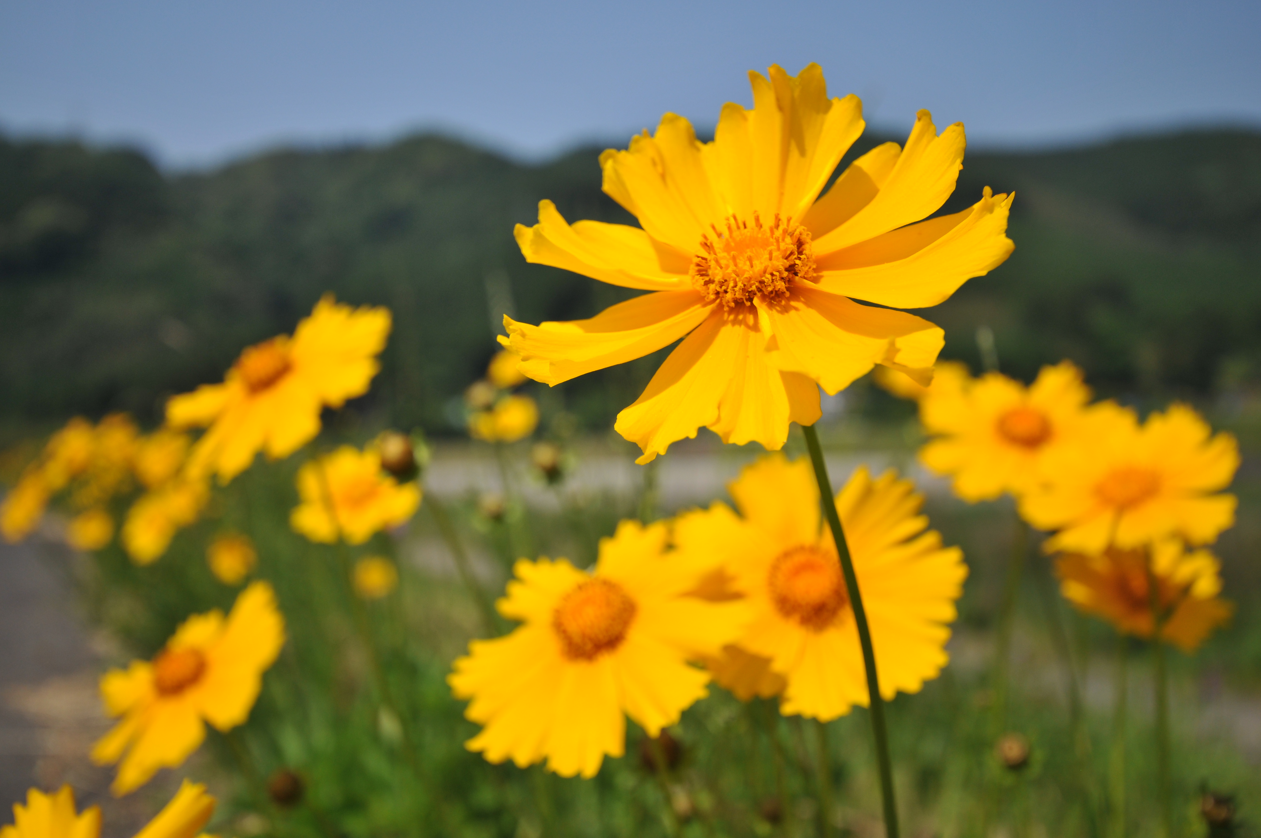 <b>D300 / AF-S DX NIKKOR 10-24mm F3.5-4.5 G ED / 約3.9MB / 4,288×2,848 / 1/2,000秒 / F4.5 / +0.7EV / ISO200 / WB:晴天 / 24mm</b>