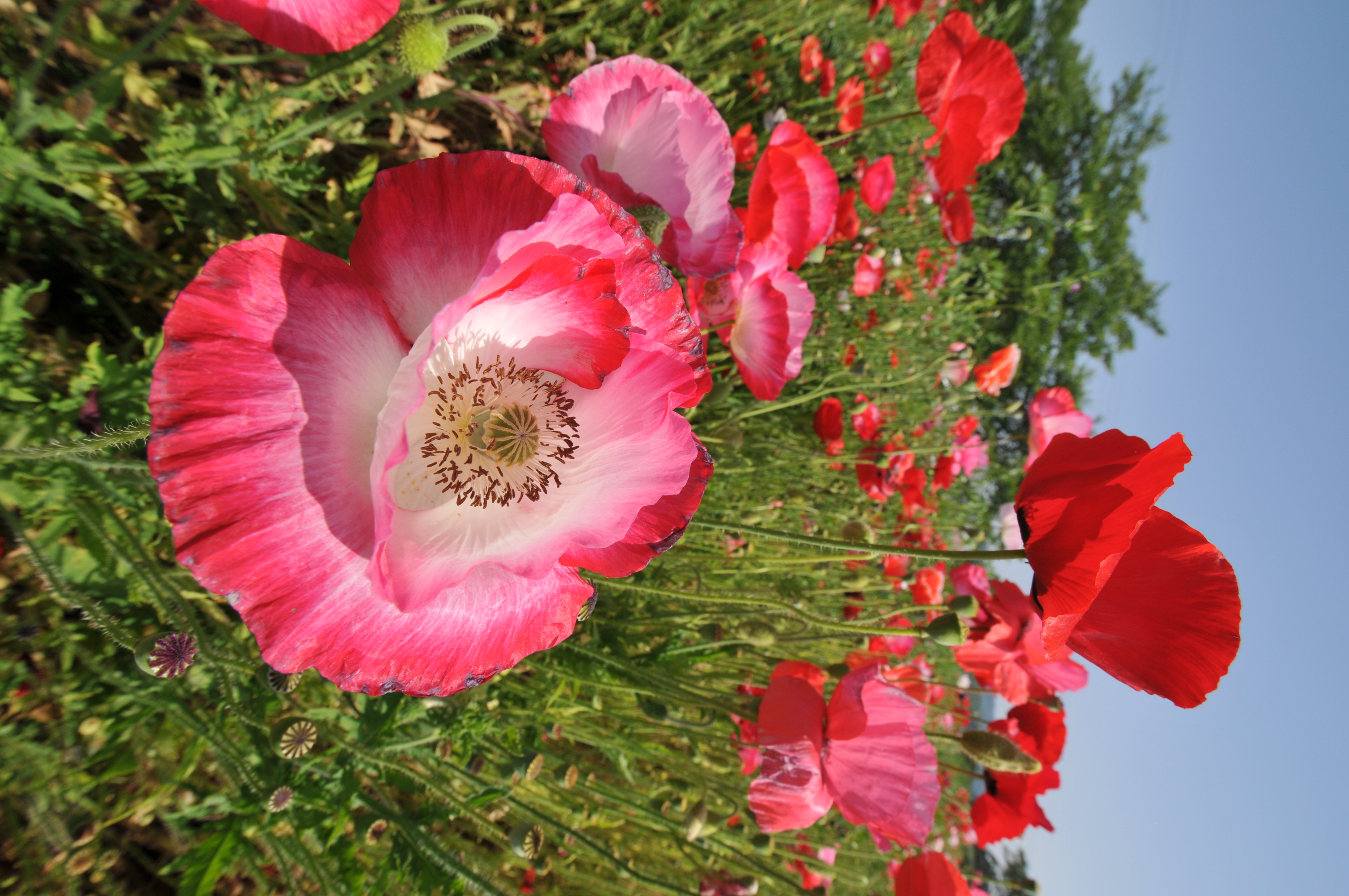 <b>D300 / AF-S DX NIKKOR 10-24mm F3.5-4.5 G ED / 約4.8MB / 2,848×4,288 / 1/320秒 / F9 / +0.3EV / ISO200 / WB:晴天 / 10mm</b>