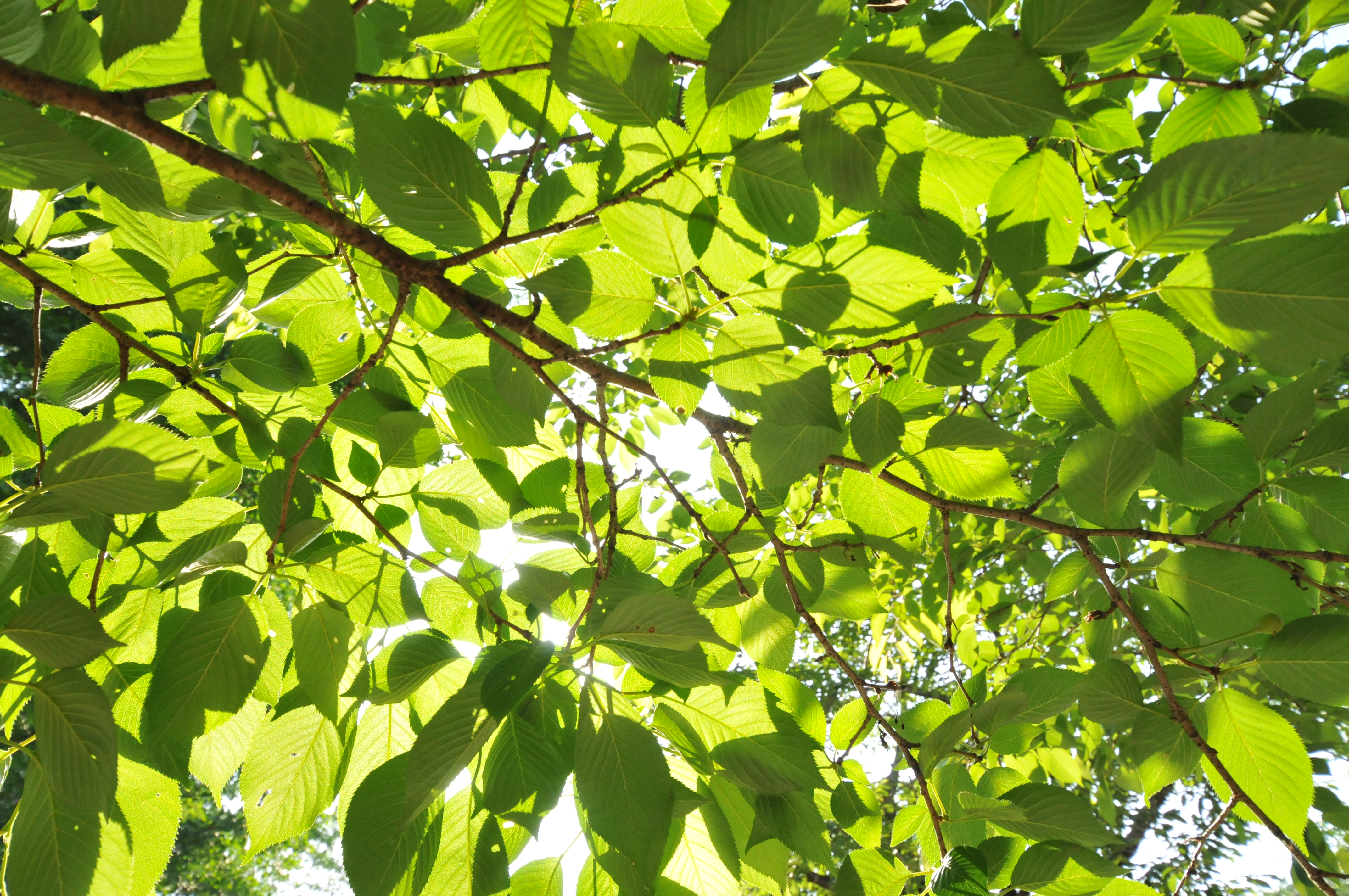 <b>D300 / AF-S DX NIKKOR 10-24mm F3.5-4.5 G ED / 約7.0MB / 4,288×2,848 / 1/500秒 / F7.1 / +2.7EV / ISO1100 / WB:晴天 / 16mm</b>