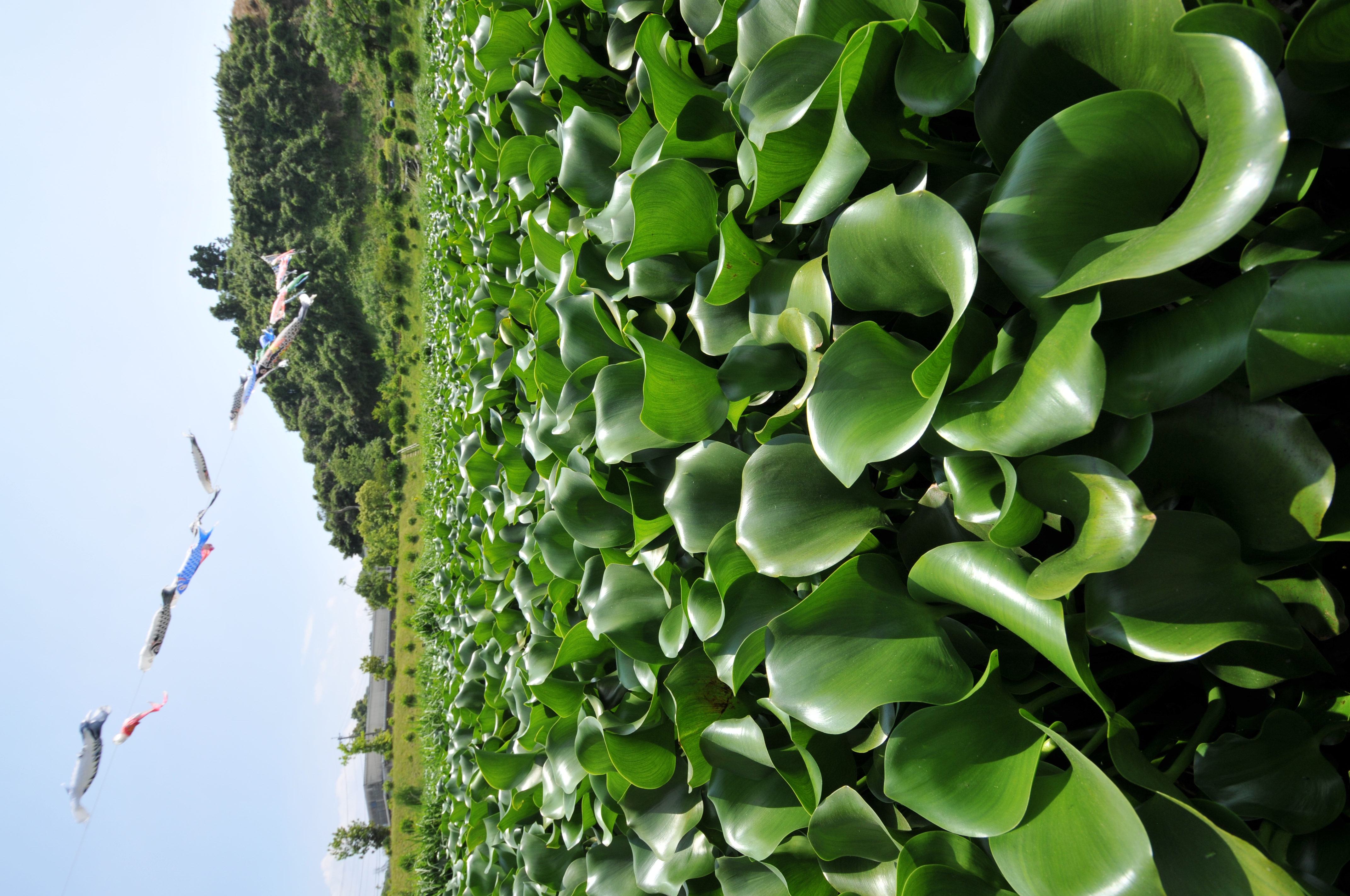 <b>D300 / AF-S DX NIKKOR 10-24mm F3.5-4.5 G ED / 約5.0MB / 2,848×4,288 / 1/320秒 / F7.1 / 0EV / ISO200 / WB:晴天 / 10mm</b>