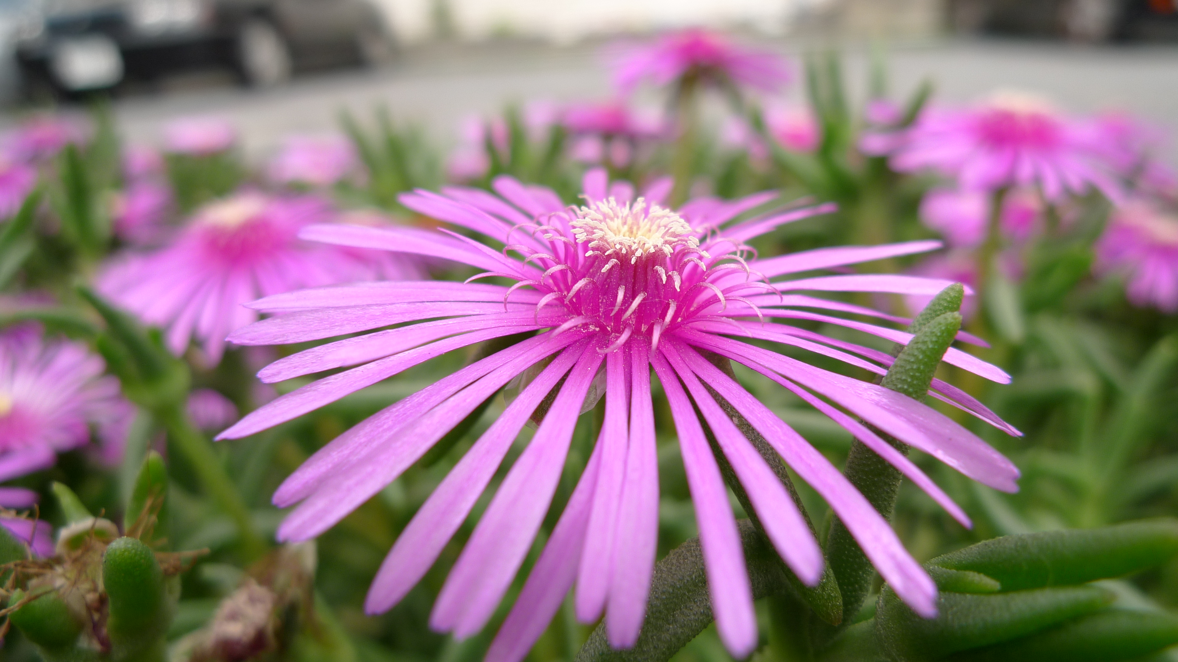 <b>DMC-LX3 / 約3.4MB / 3,968×2,232 / 1/400秒 / F2.8 / +0.3EV / ISO80 / WB:曇り / 5.1mm</b>