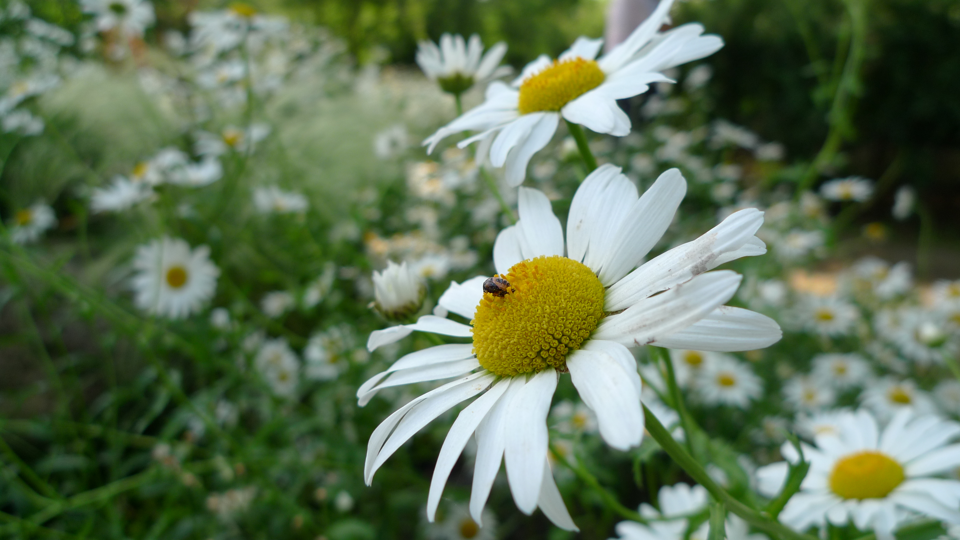 <b>DMC-LX3 / 約3.1MB / 3,968×2,232 / 1/400秒 / F2.8 / +0.3EV / ISO80 / WB:曇り / 5.1mm</b>