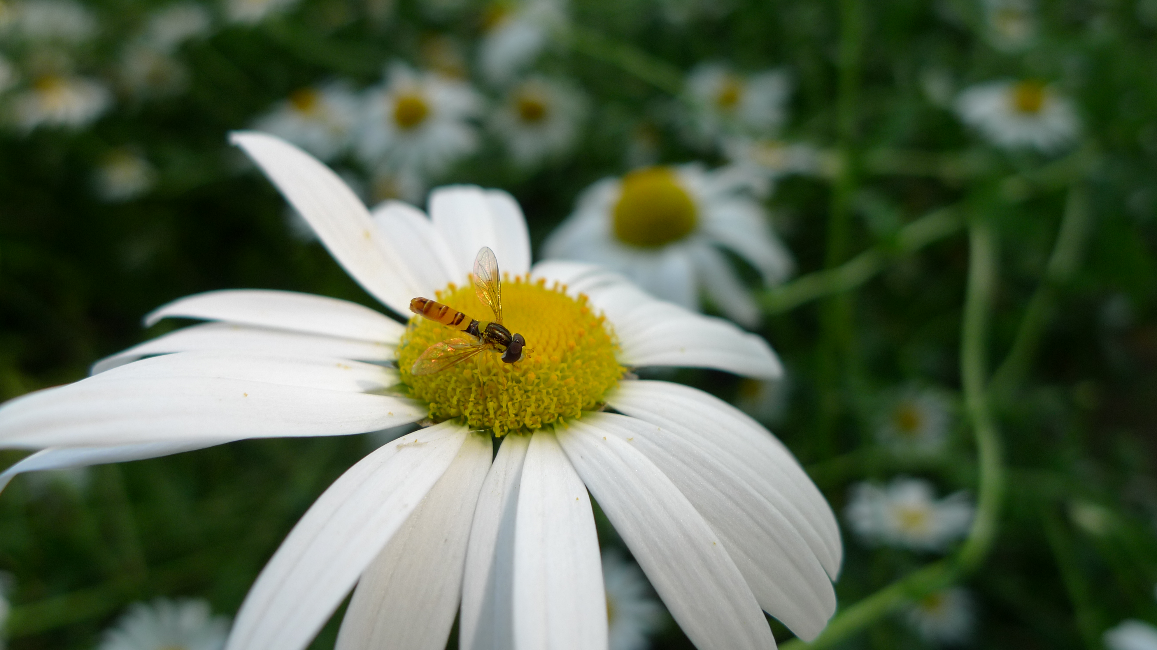 <b>DMC-LX3 / 約2.8MB / 3,968×2,232 / 1/500秒 / F2.8 / +0.3EV / ISO80 / WB:曇り / 5.1mm</b>