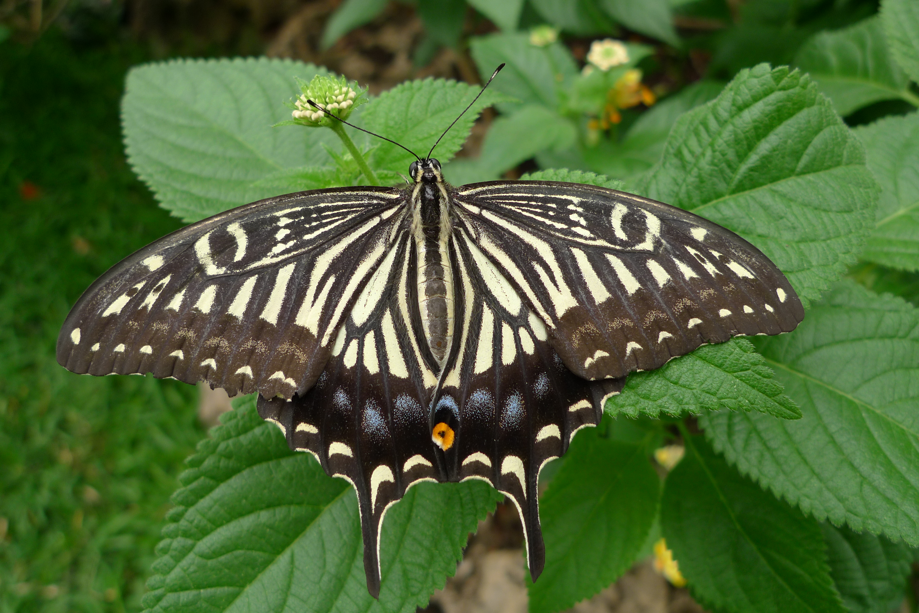 <b>DMC-LX3 / 約4.3MB / 3,776×2,520 / 1/125秒 / F2.5 / 0EV / ISO80 / WB:曇り / 5.1mm</b>