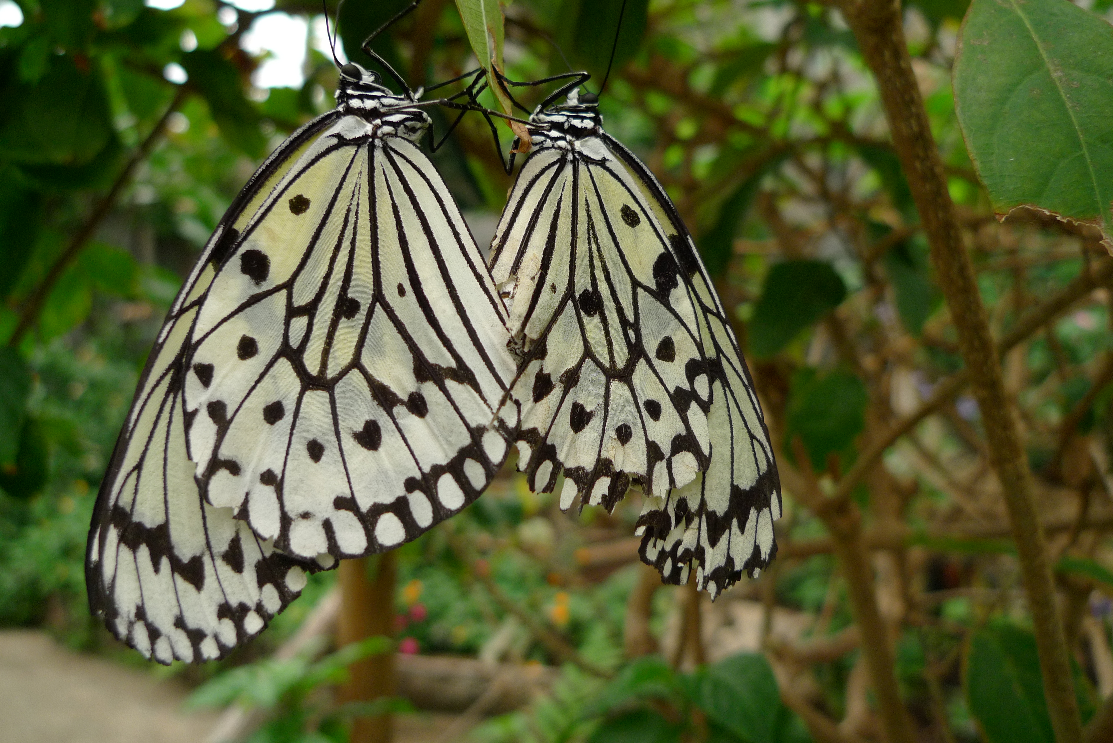 <b>DMC-LX3 / 約4.4MB / 3,776×2,520 / 1/200秒 / F2.2 / 0EV / ISO160 / WB:曇り / 5.1mm</b>