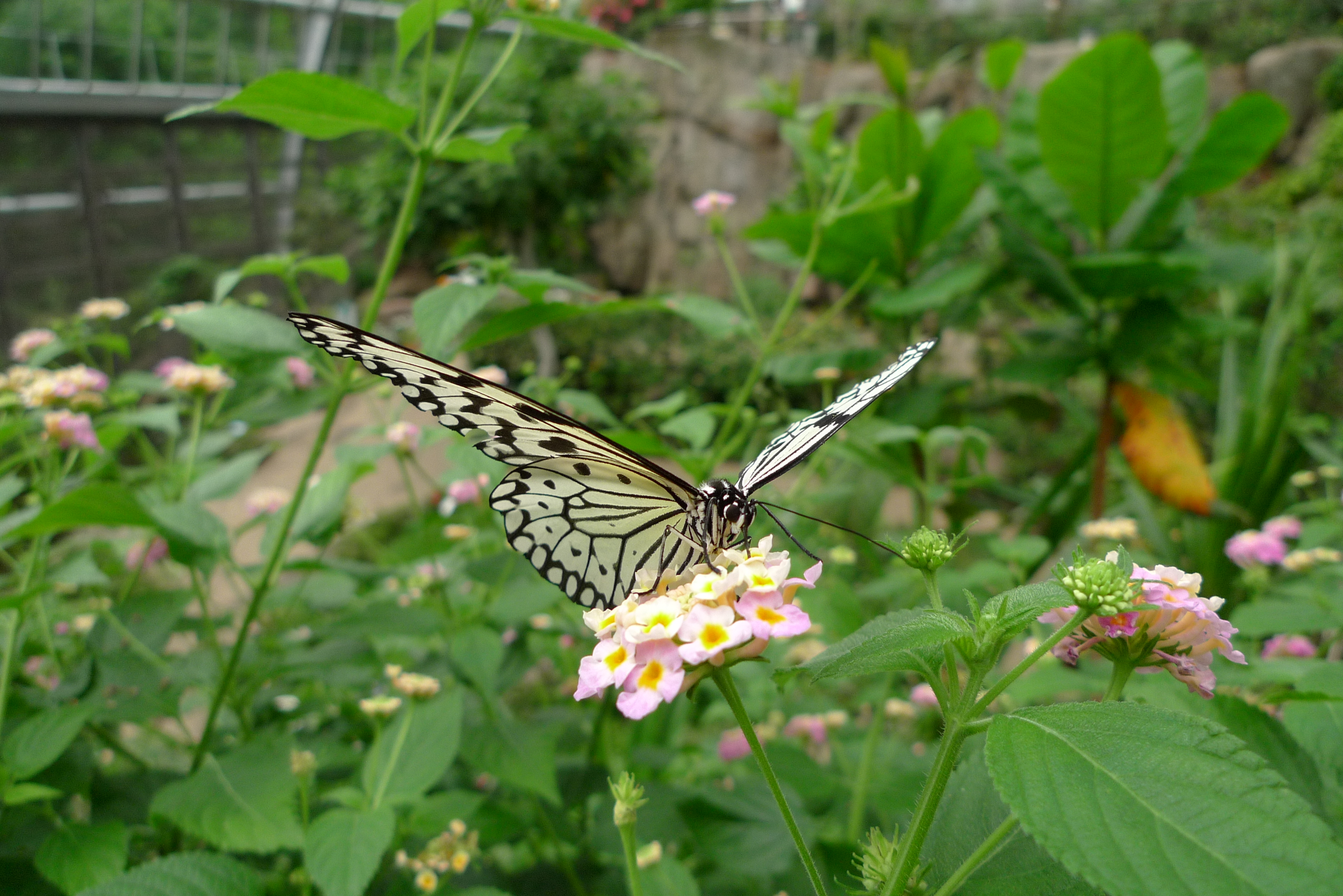 <b>DMC-LX3 / 約4.3MB / 3,776×2,520 / 1/200秒 / F2.5 / 0EV / ISO160 / WB:曇り / 5.1mm</b>