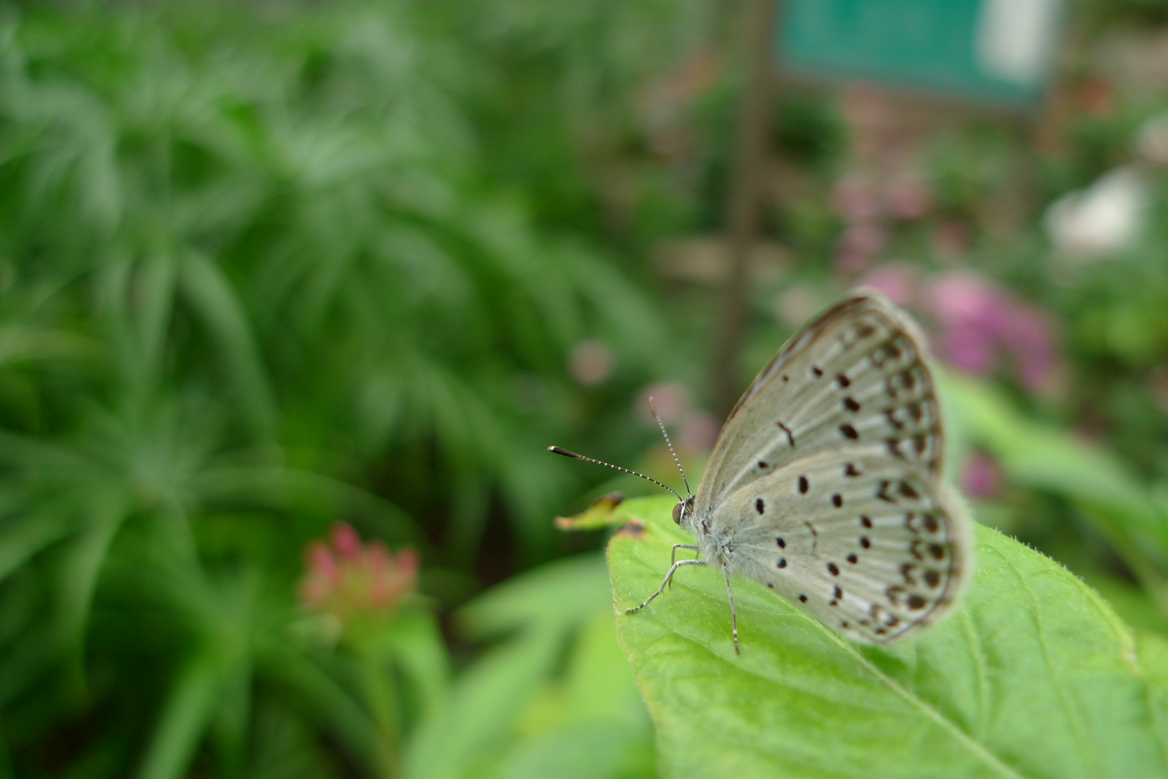 <b>DMC-LX3 / 約3.3MB / 3,776×2,520 / 1/125秒 / F2.2 / 0EV / ISO80 / WB:曇り / 5.1mm</b>