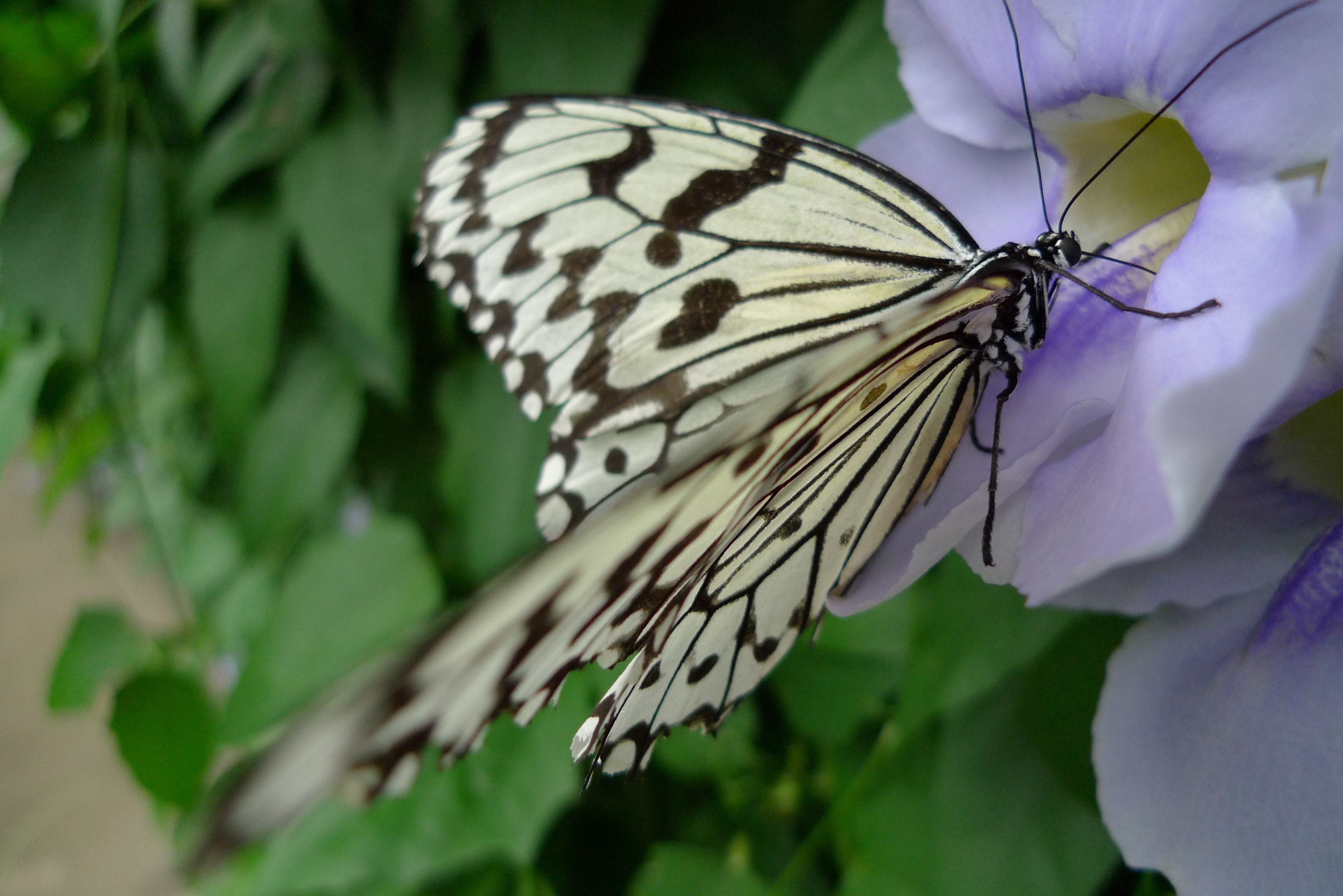 <b>DMC-LX3 / 約3.9MB / 3,776×2,520 / 1/250秒 / F2 / 0EV / ISO200 / WB:曇り / 5.1mm</b>