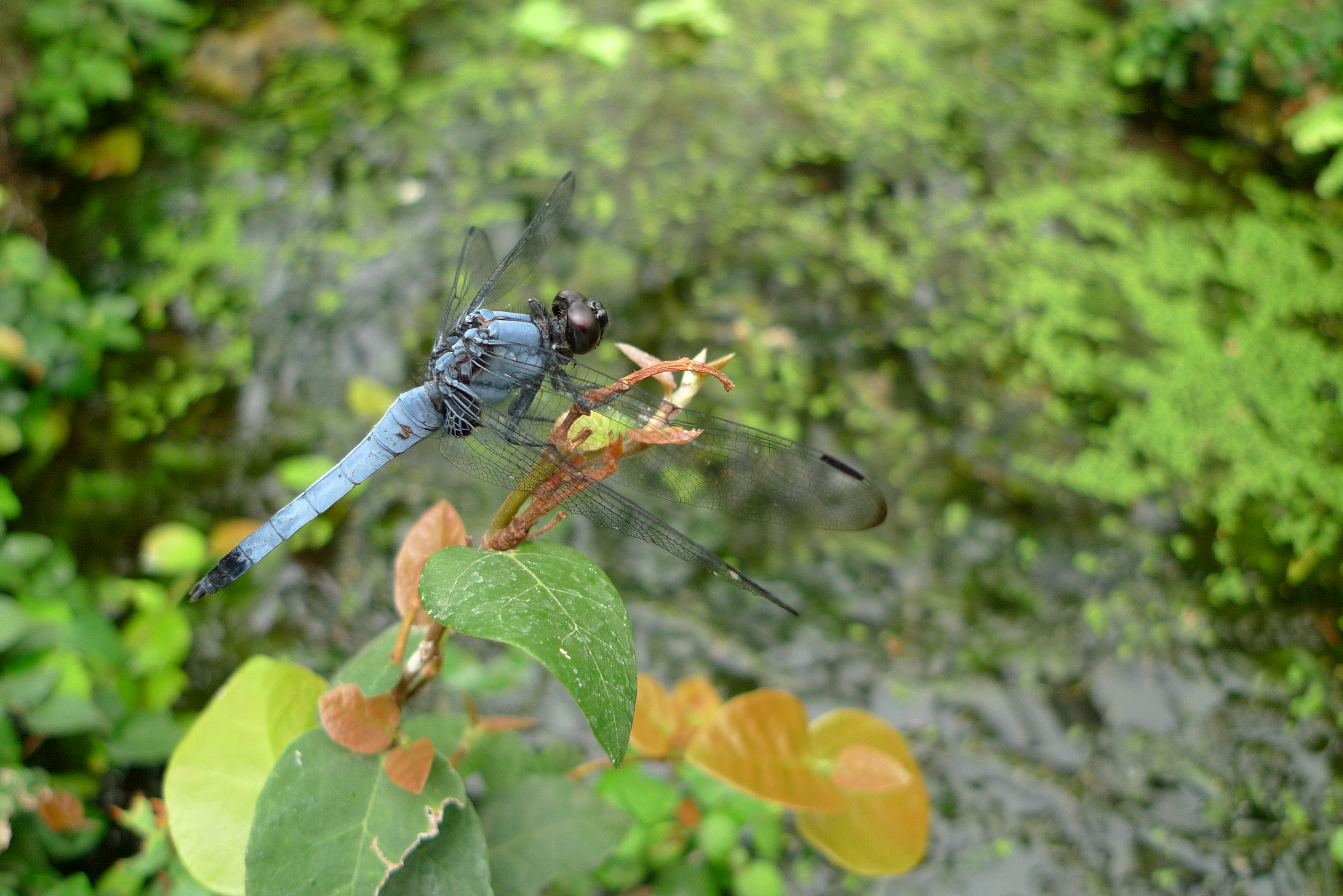 <b>DMC-LX3 / 約4.1MB / 3,776×2,520 / 1/100秒 / F2 / 0EV / ISO160 / WB:曇り / 5.1mm</b>