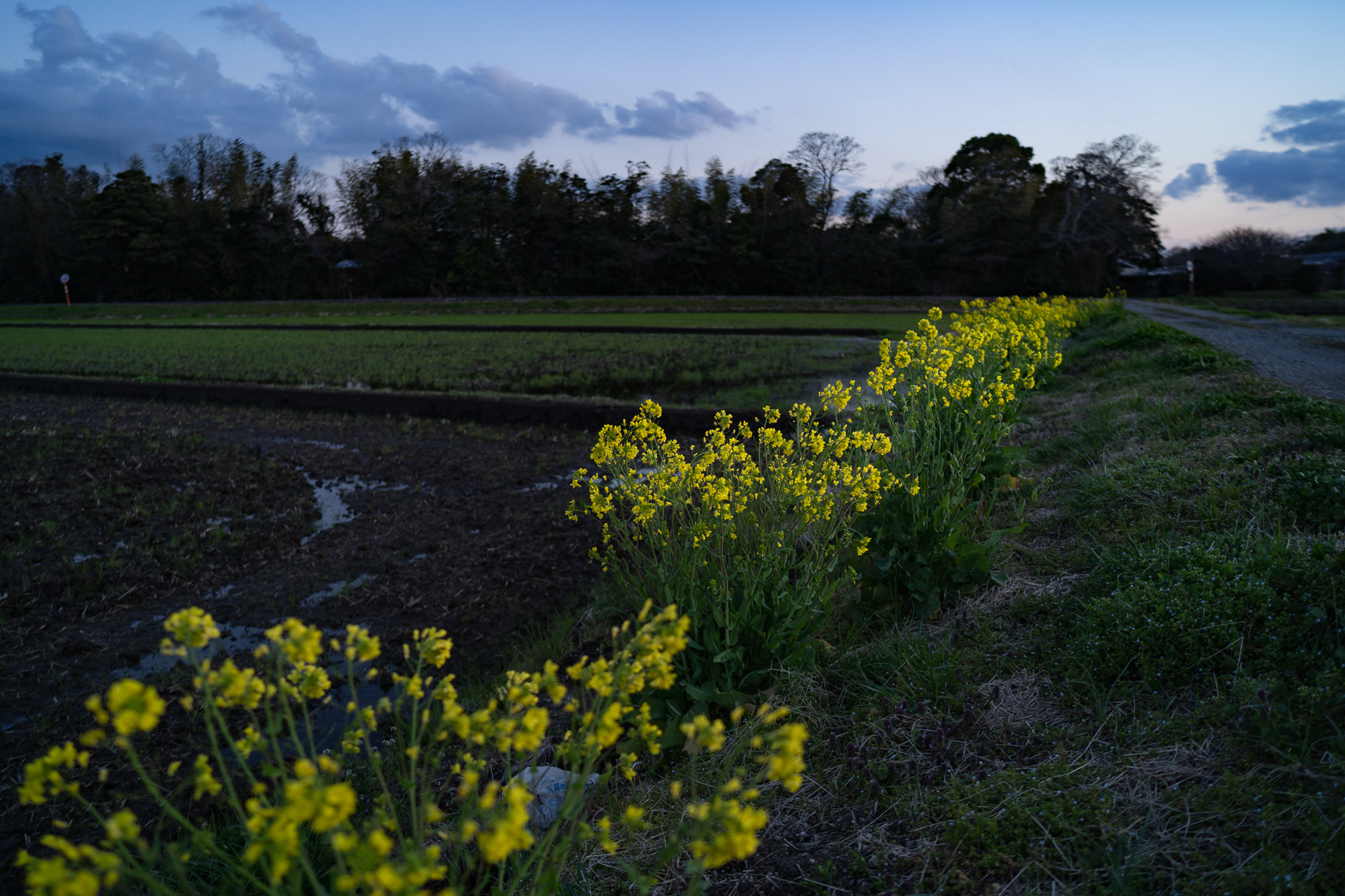 九十九里では桜は通り過ぎてすでに菜の花。夕照に浮かぶ黄色い花はほんのりと切なくていいよなあ。遠くから電車の音と波の音が聞こえてきました