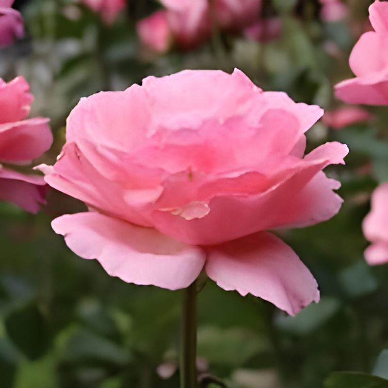 クイーン・エリザベス