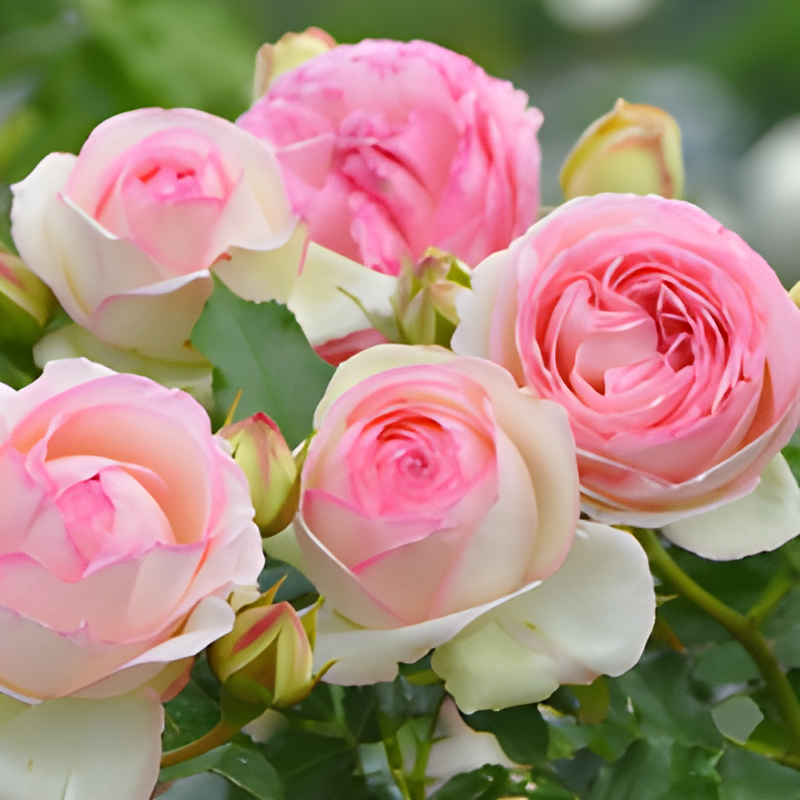 ピエール・ド・ロンサール