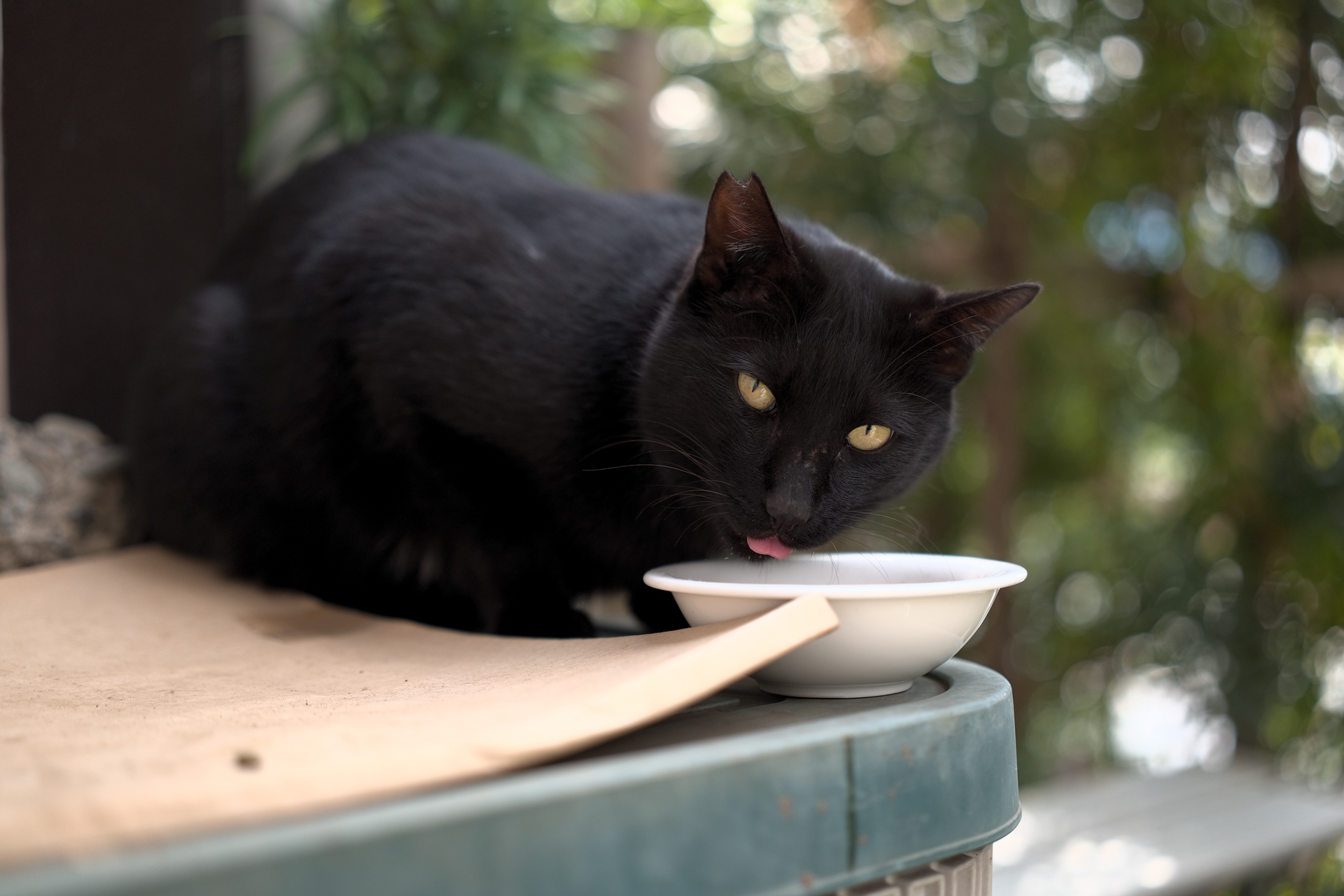 Sigma BF／SIGMA 50mm F2 DG DN | Contemporary／500mm／絞り優先露出（1/250秒、F2.0、－0.67EV）／ISO 400