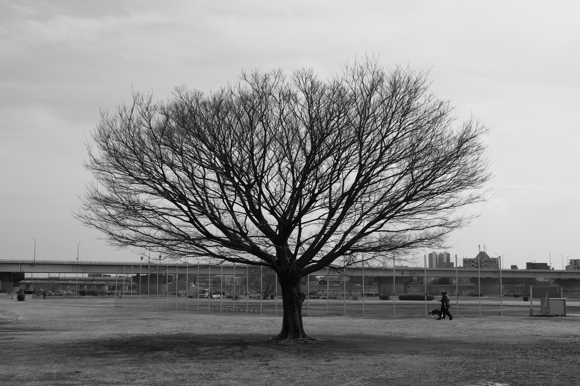 Sigma BF／SIGMA 50mm F2 DG DN | Contemporary／50mm／絞り優先露出（1/2,000秒、F8.0、＋0.3EV）／ISO 400