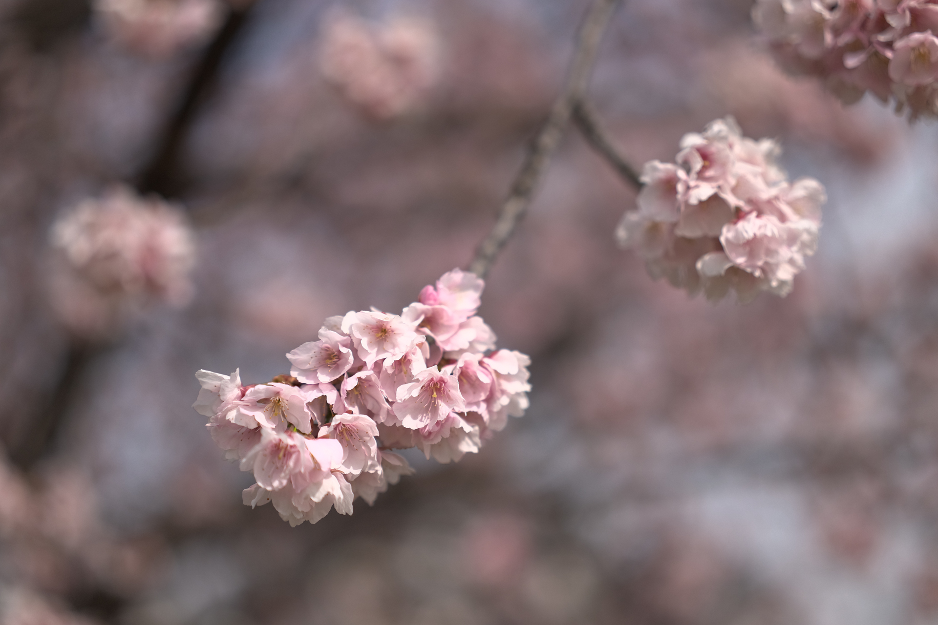 Sigma BF／SIGMA 50mm F2 DG DN | Contemporary／50mm／絞り優先露出（1/16,000秒、F2.0、＋0.33EV）／ISO 400