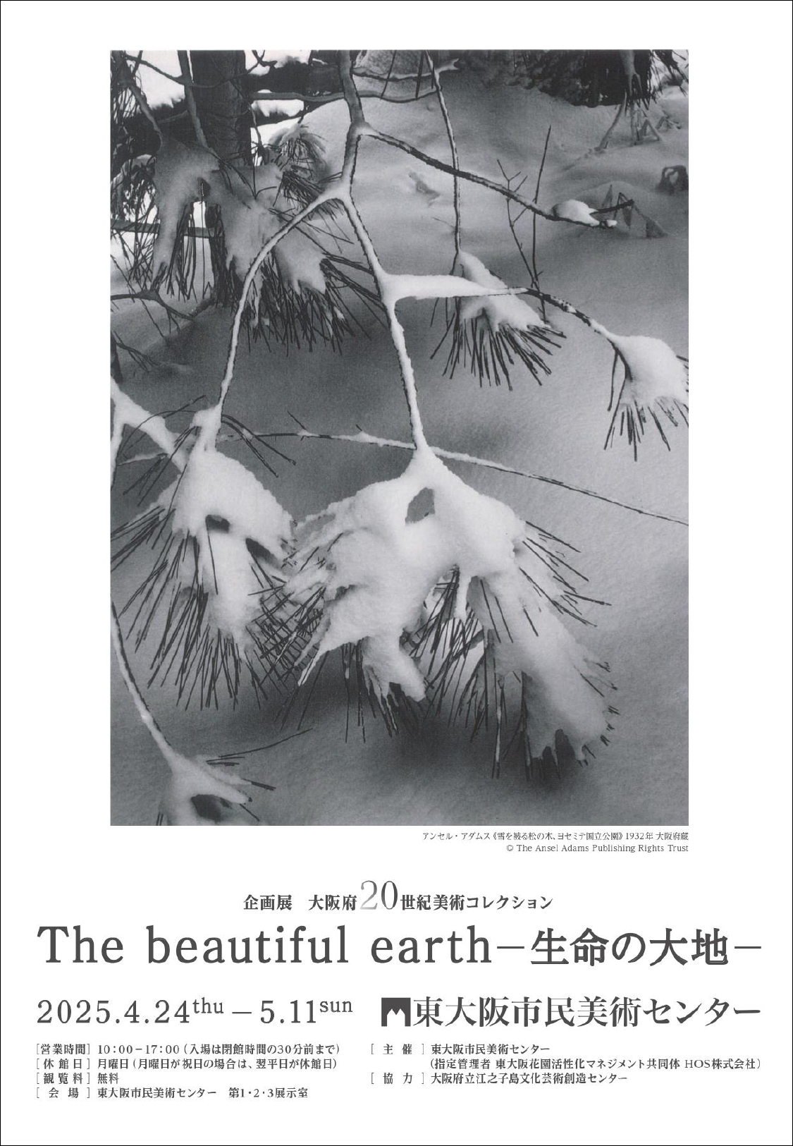 アンセル・アダムス「雪を被る松の木、ヨセミテ国立公園」1932年 大阪府蔵 ©The Ansel Adams Publishing Rights Trust