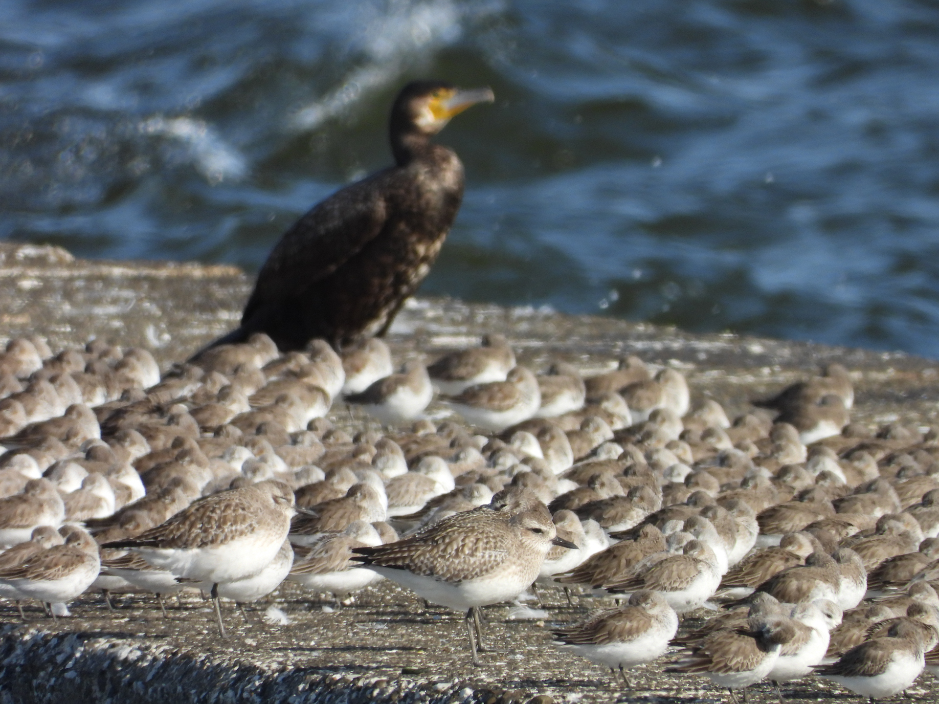 COOLPIX P1100／3,000mm相当／絞り優先AE（1/500秒、F8.0、－0.3EV）／ISO 220