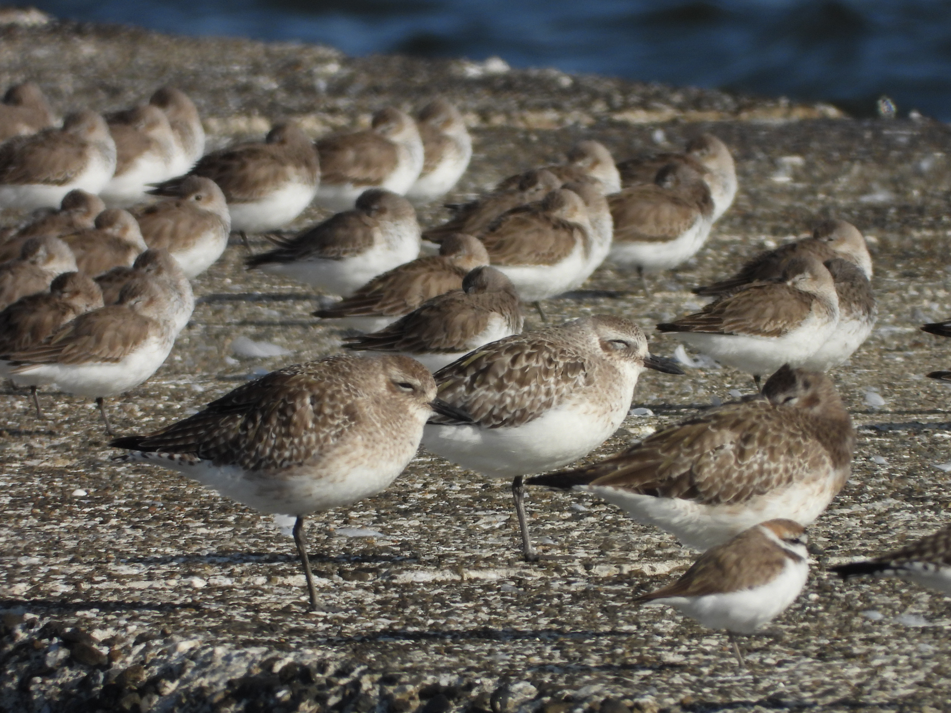 COOLPIX P1100／3,000mm相当／絞り優先AE（1/500秒、F8.0、－0.3EV）／ISO 140