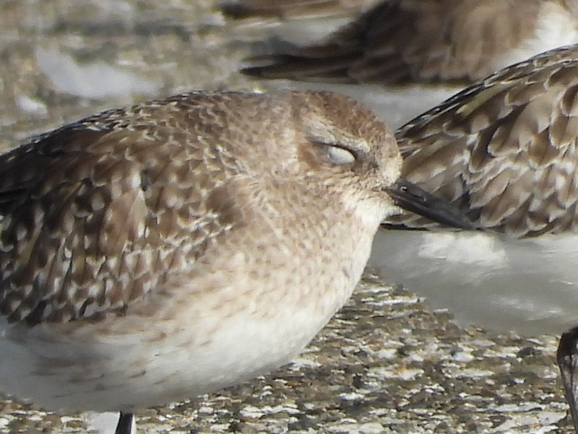 COOLPIX P1100／3,000mm相当／絞り優先AE（1/500秒、F8.0、＋0.3EV）／ISO 140